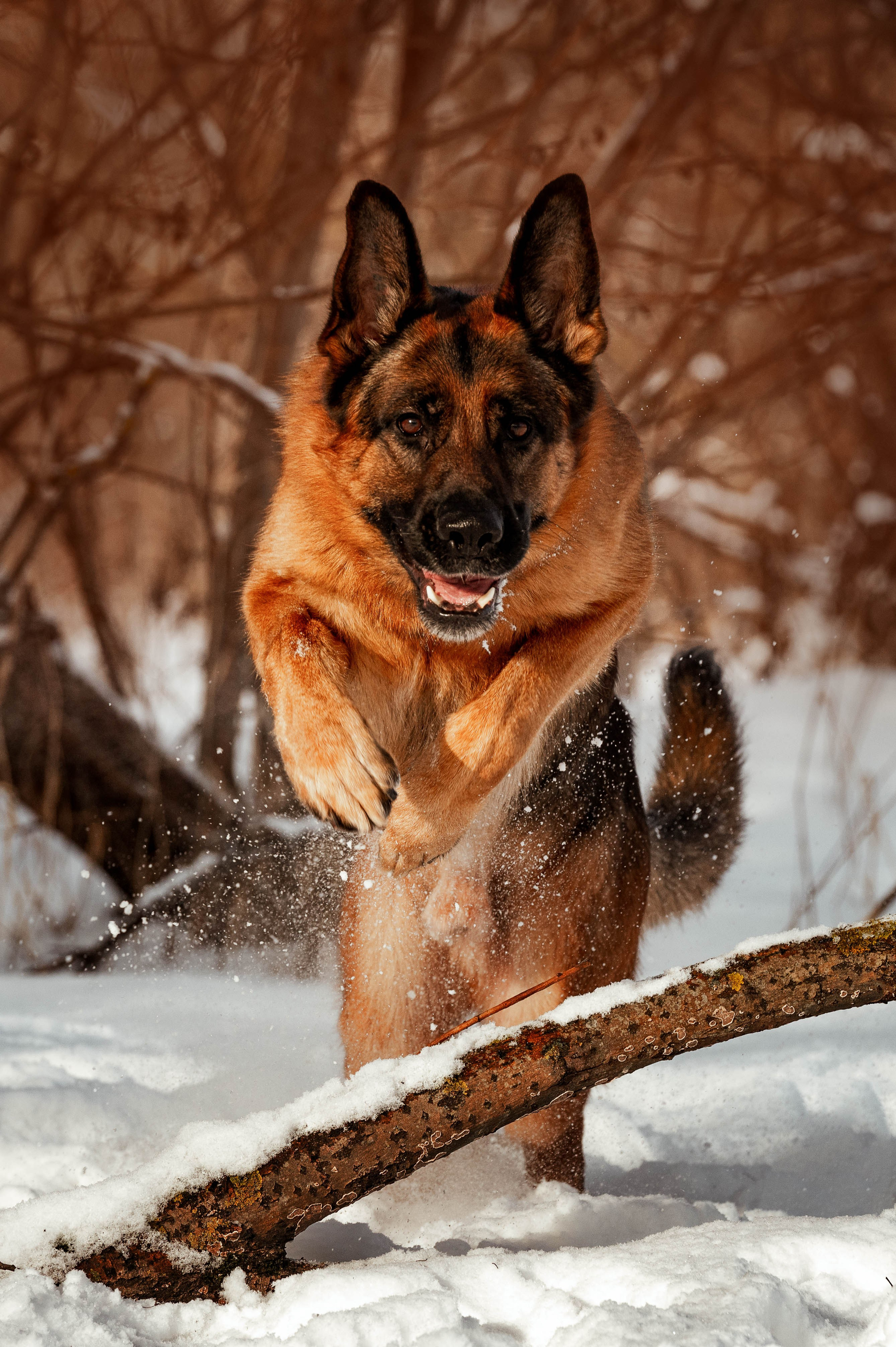 Вольт. Фотограф-анималист