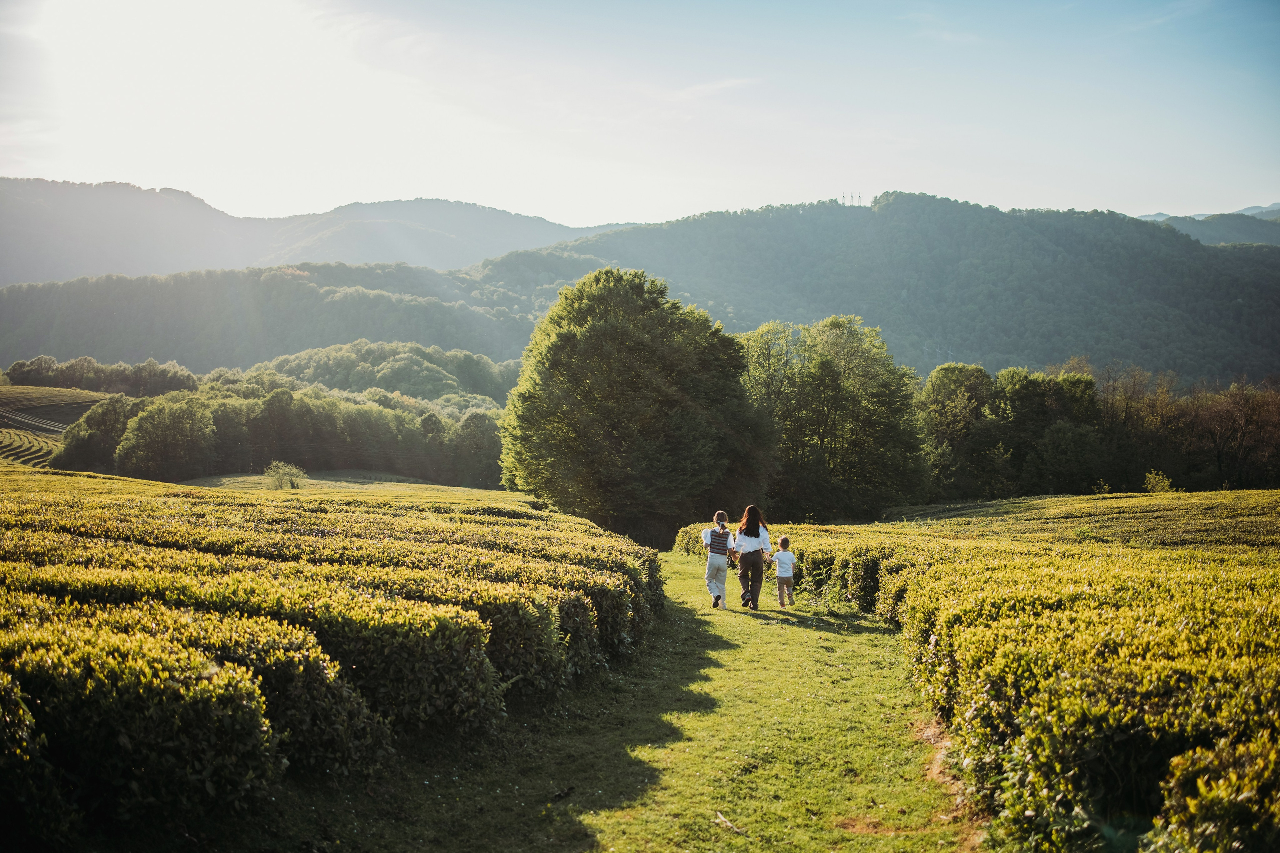 Чайные плантации мацеста. Фотограф Сочи Татьяна Зорина