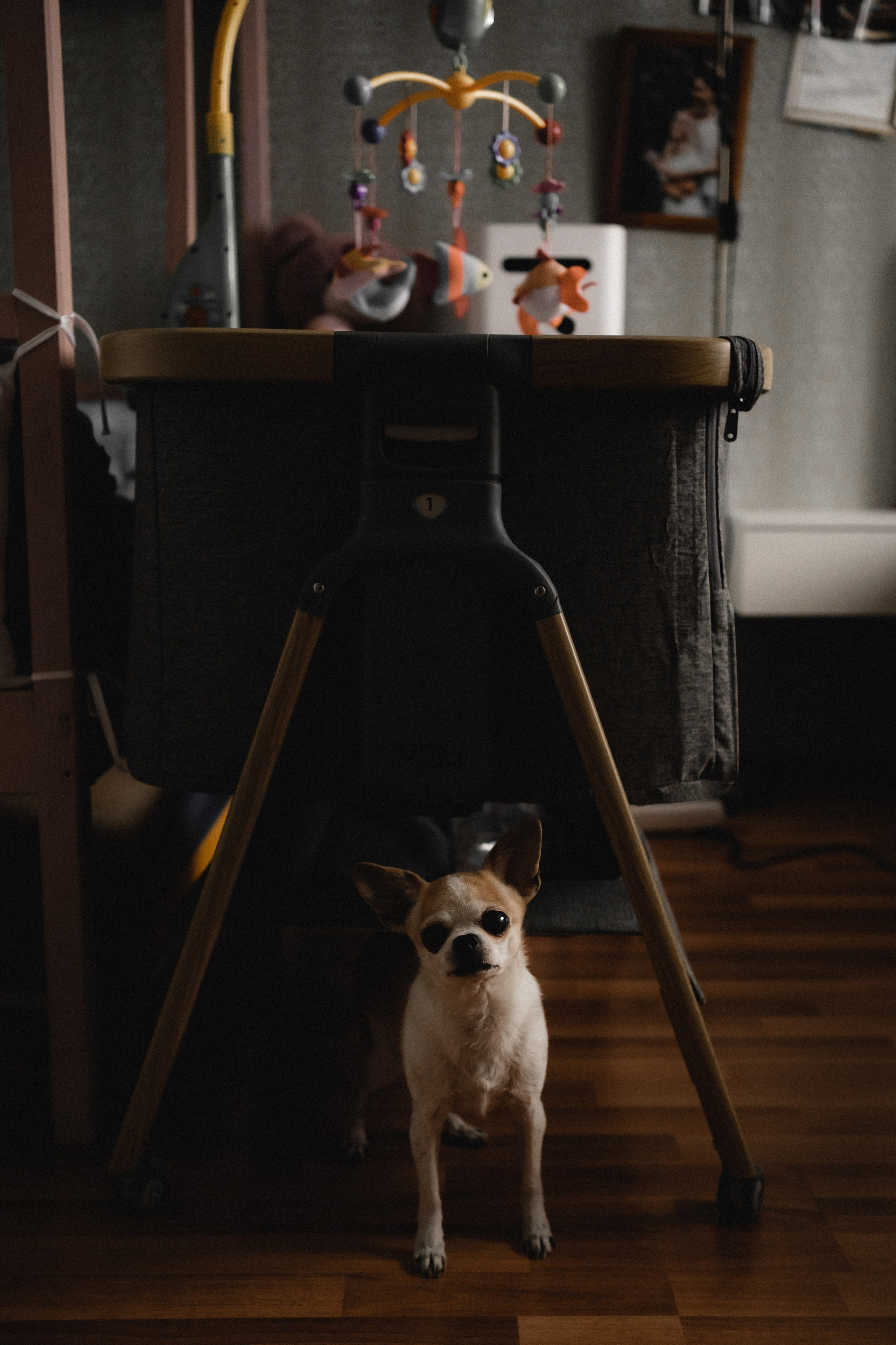 Домашняя фотосессия в Видном