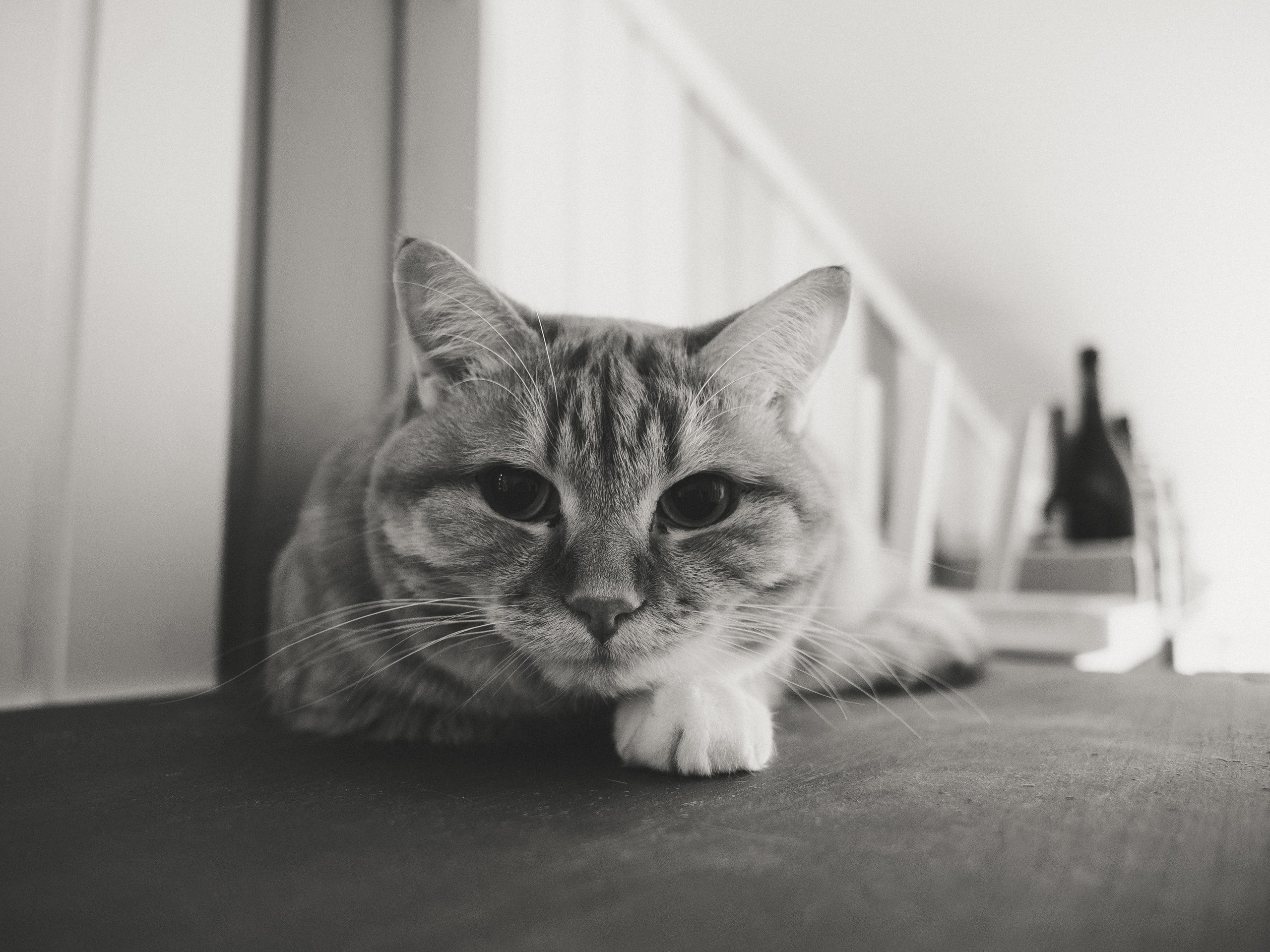 Project_35mm. Репортажный и портретный фотограф в Санкт-Петербурге Василина Жук