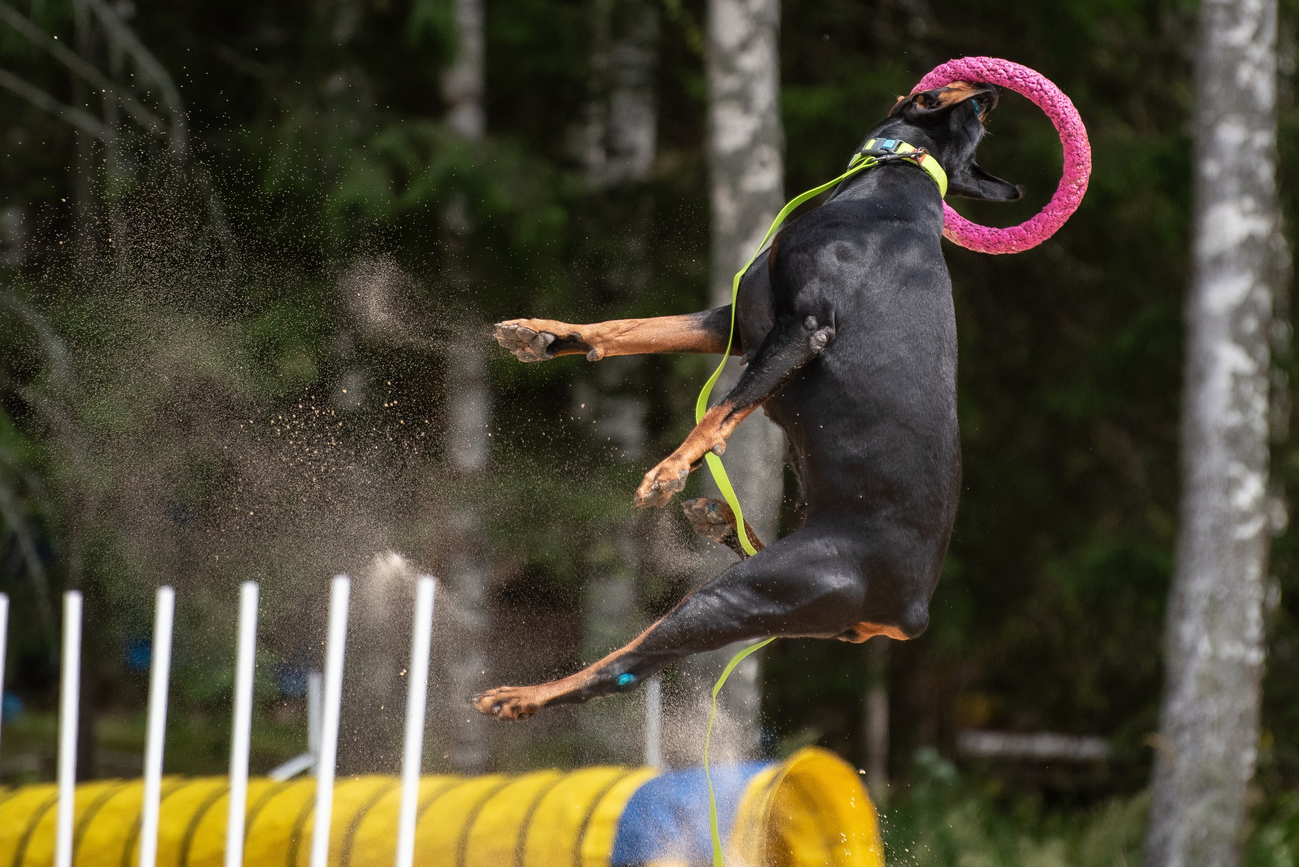 Всплеск эмоций 2023 Кинологический фестиваль. Фотограф Макс Огурцов в Нижнем Новгороде