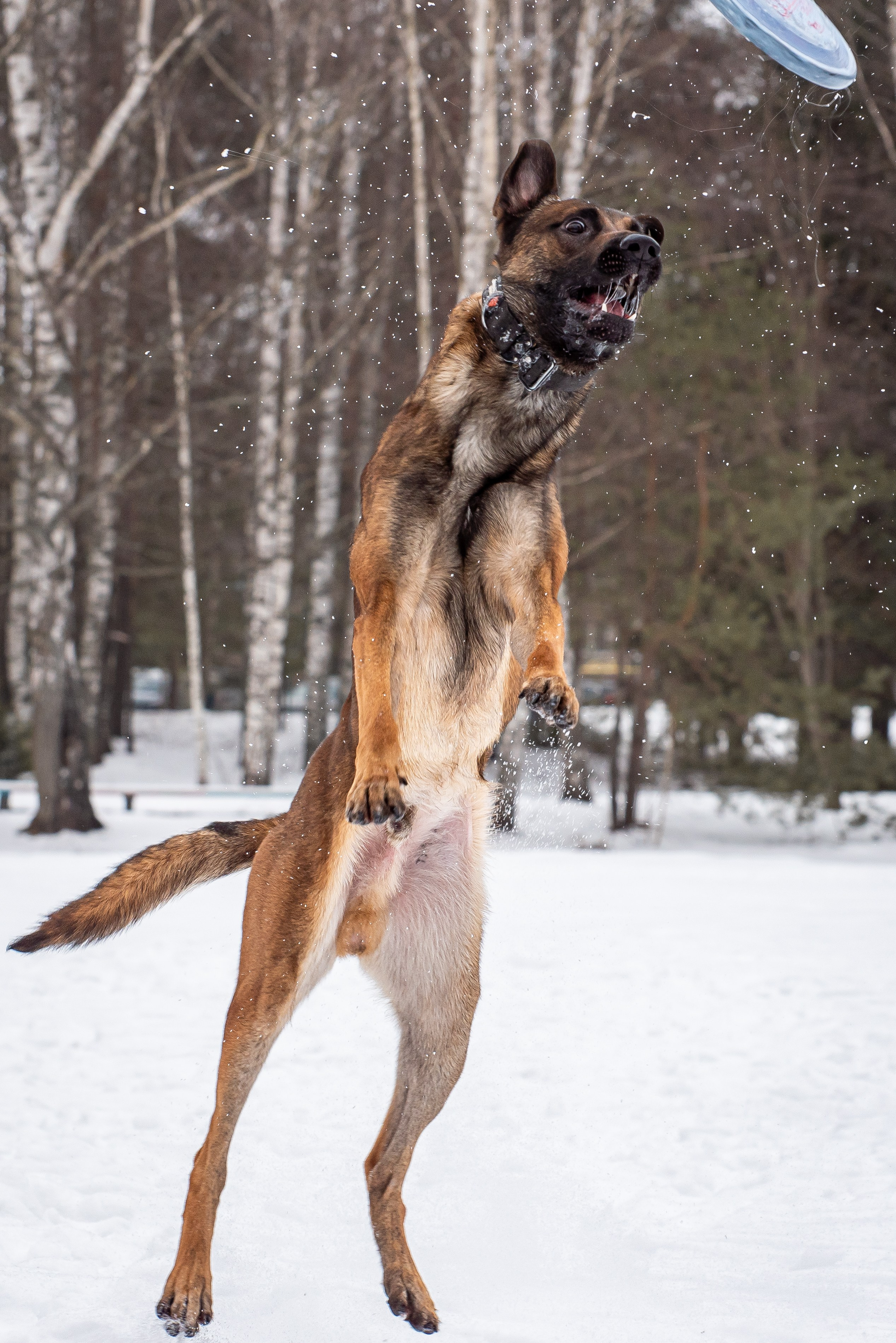 Фотосъёмка с собаками в Кинологическом лагере. Фотограф Макс Огурцов в Нижнем Новгороде