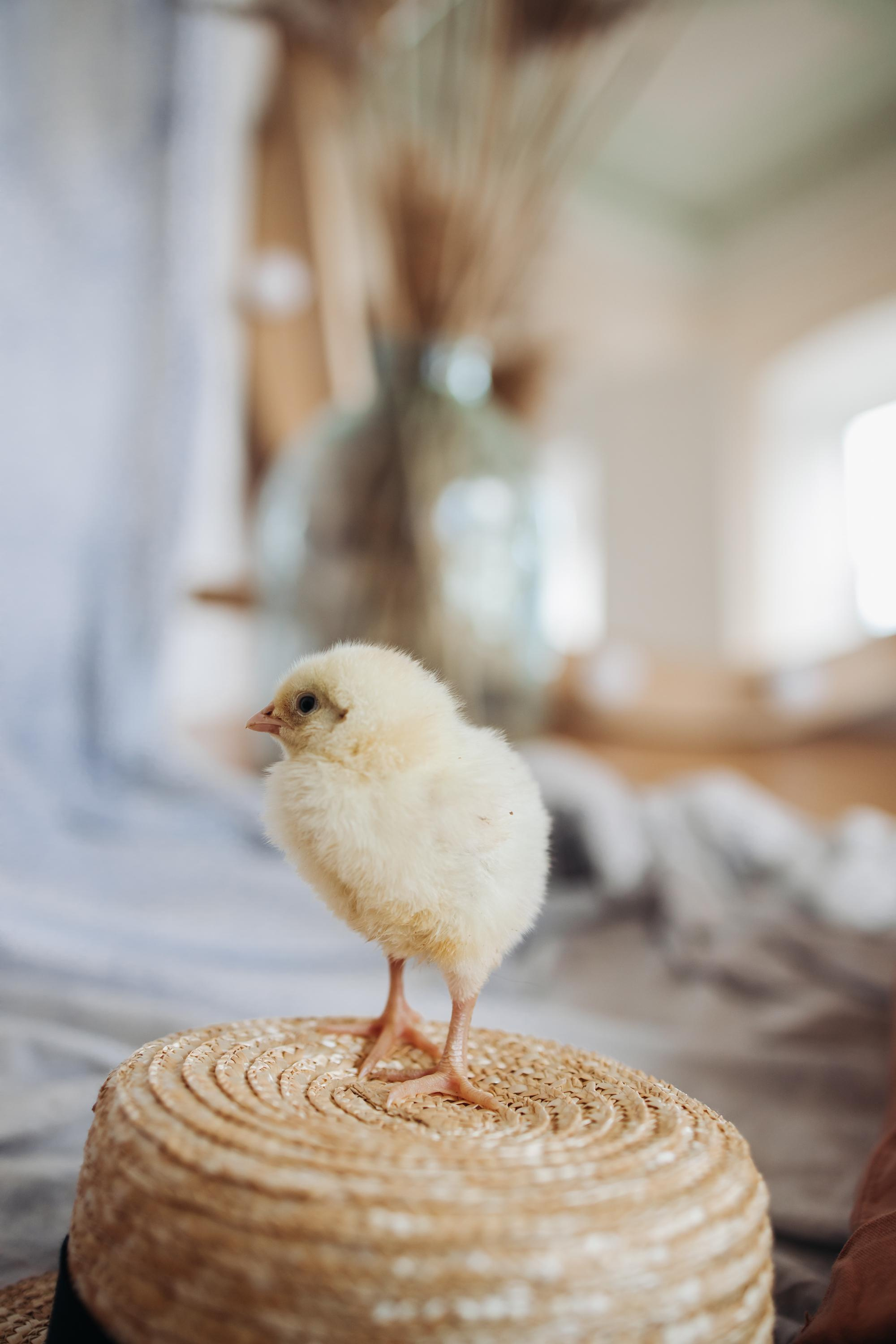 Матвей, Фотопроект «Цыплята», Самара. Семейный и свадебный фотограф Viva Photo