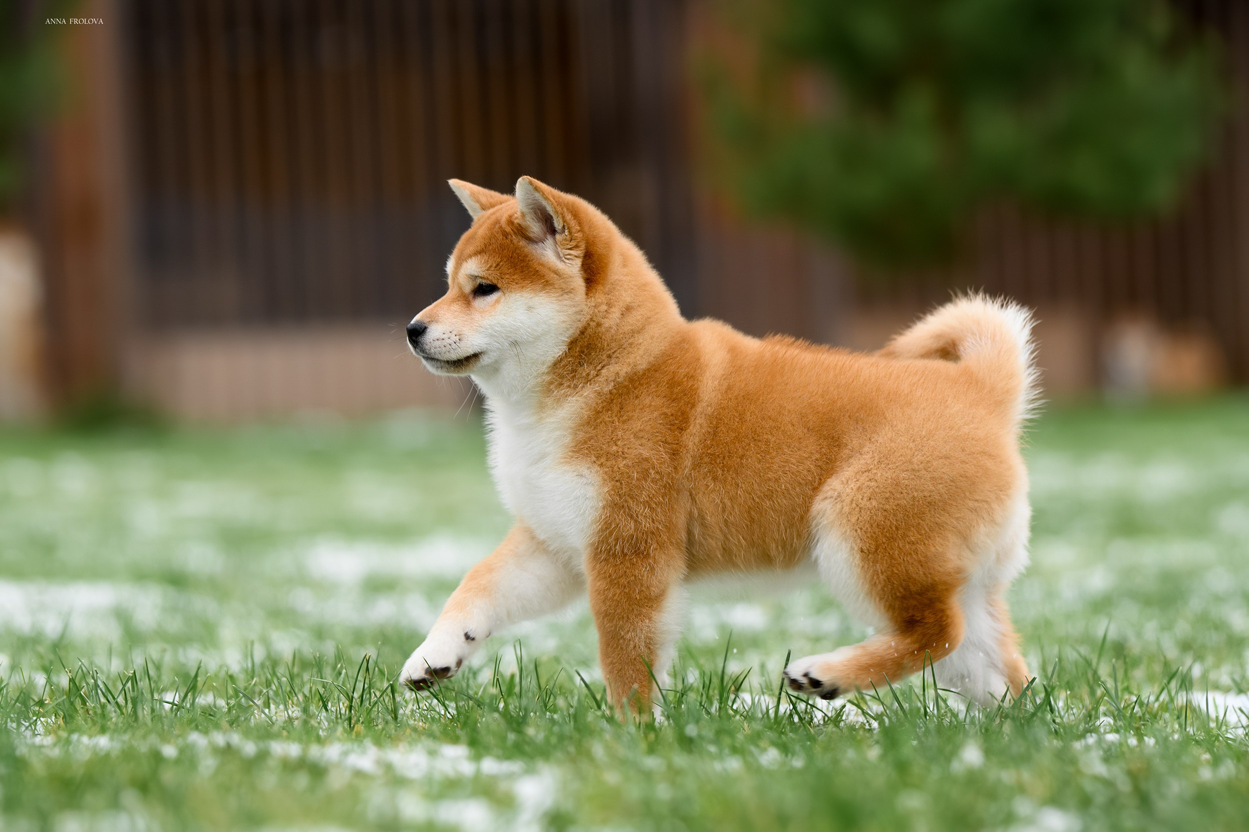 SHIBA. SHIOMARU Shiba and Akita Inu Kennel