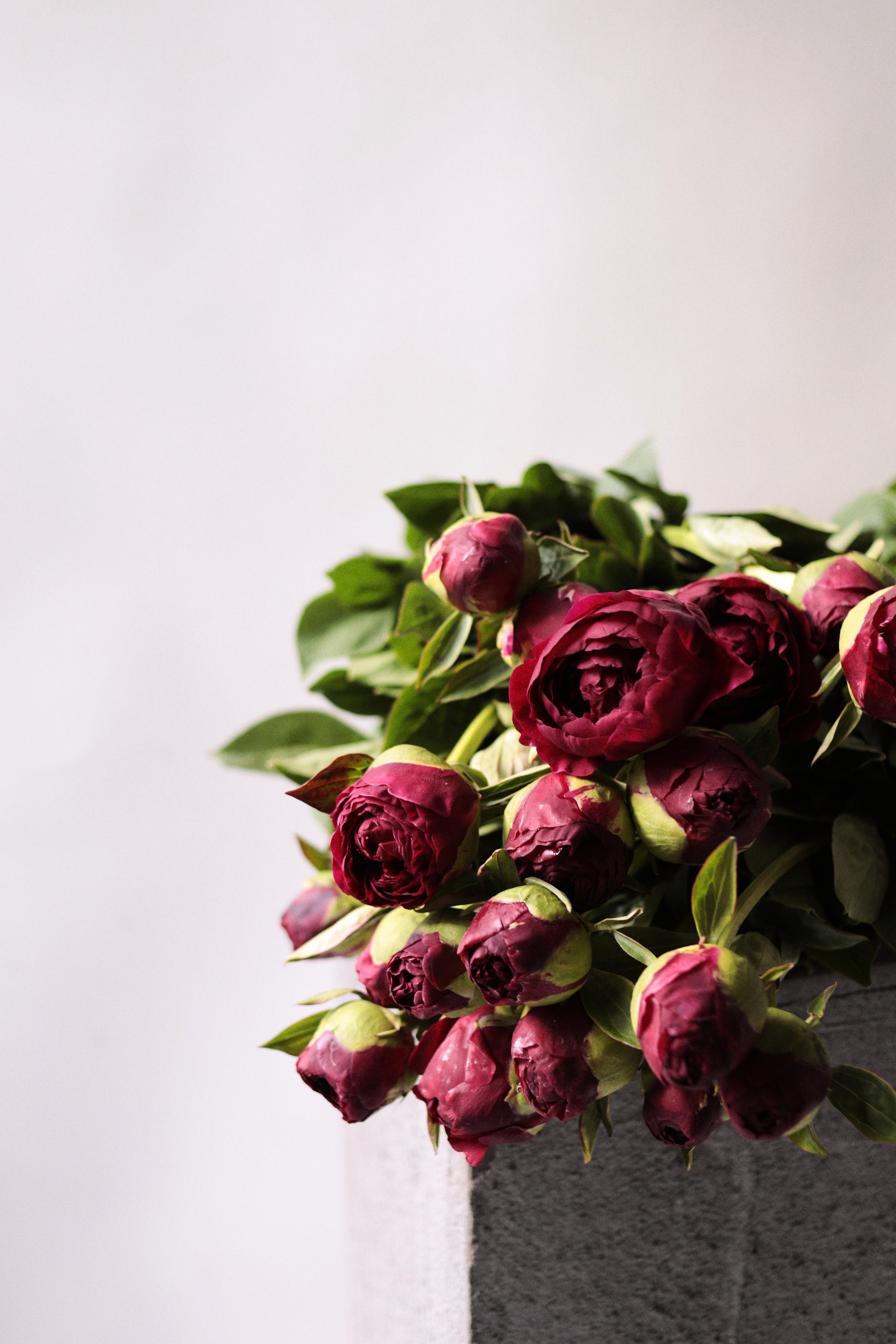 Flowers. Виктория Калугина — фотограф и видеомейкер в Москве