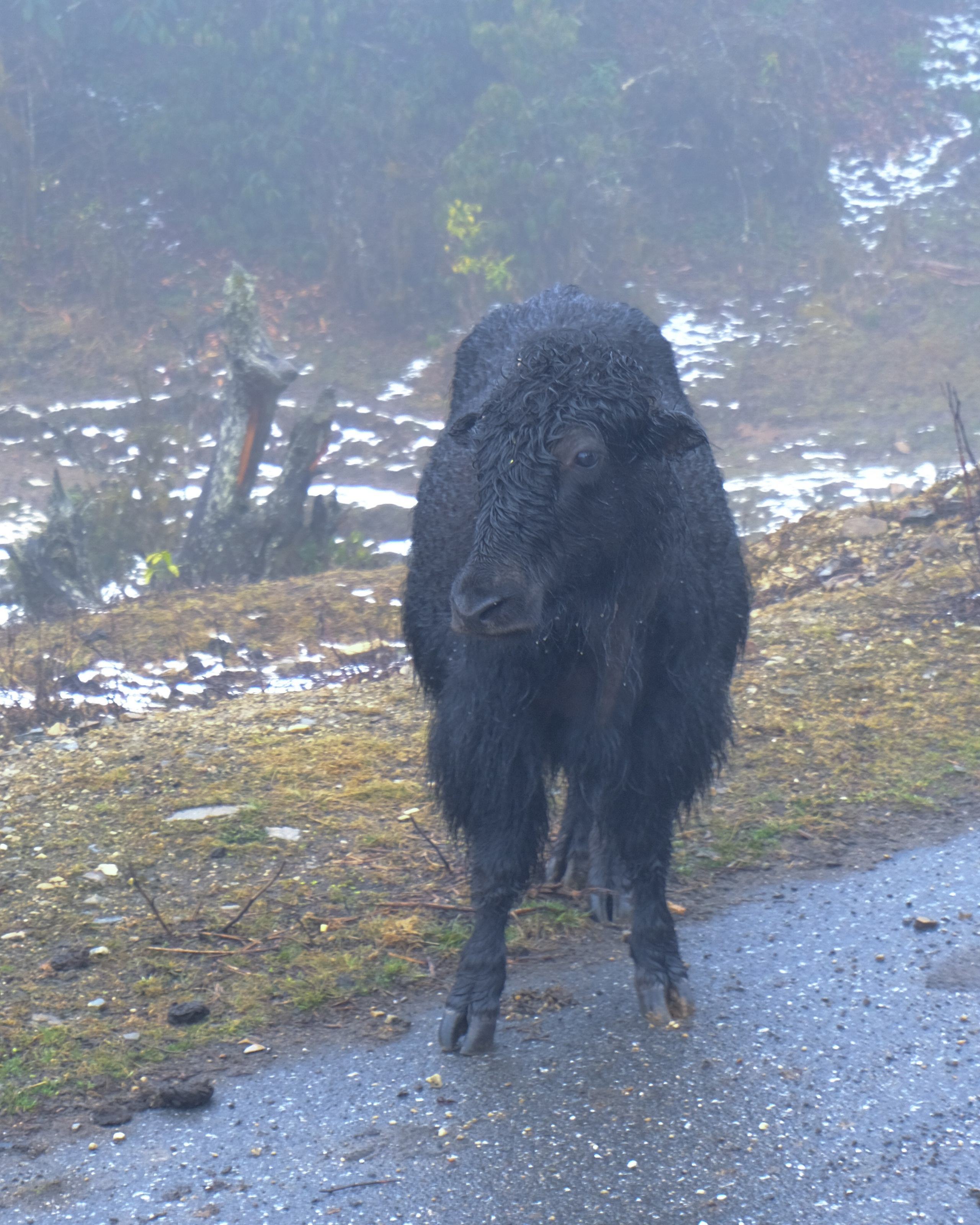 Индия Яки. Фотографии из путешествий