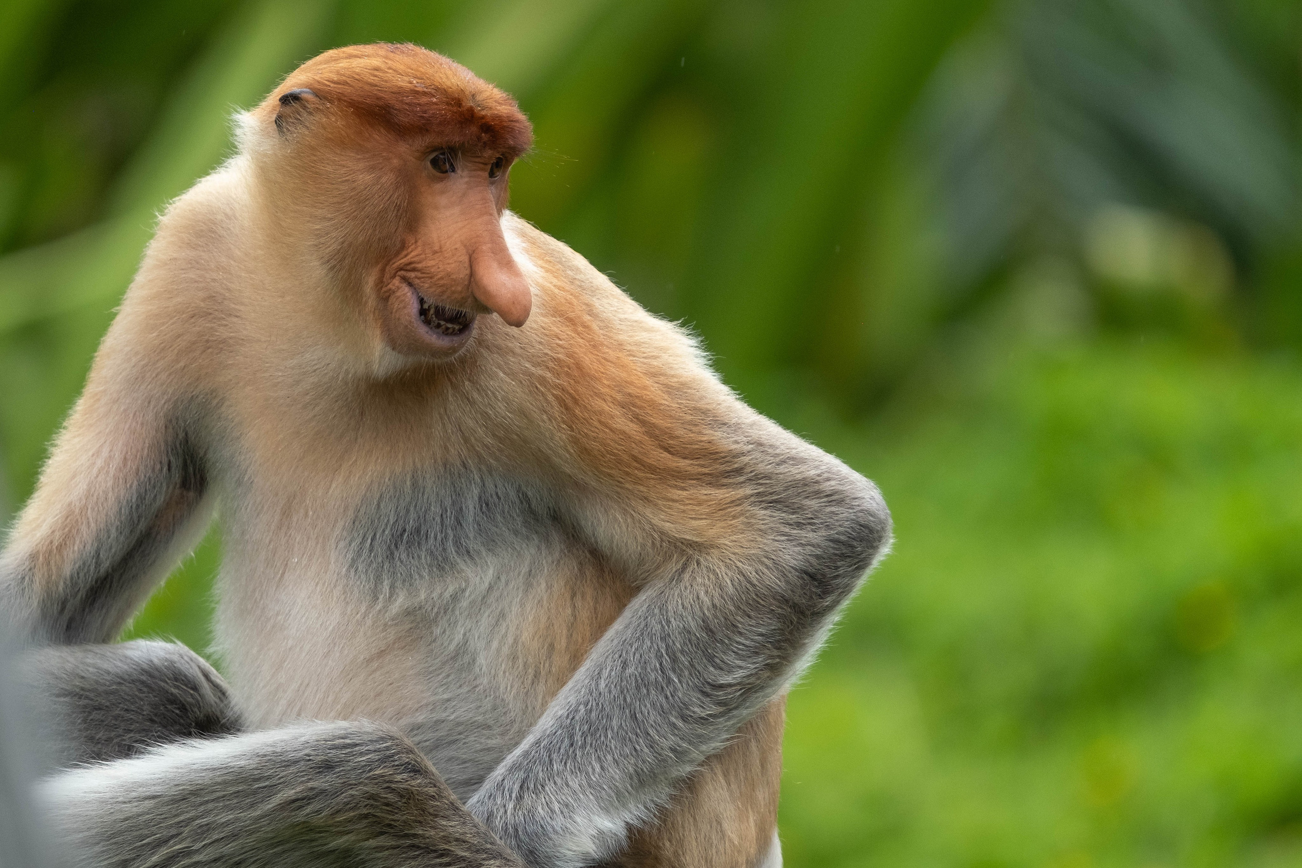О. Борнео, г. Сандакан. В мире животных. Фотографии из путешествий
