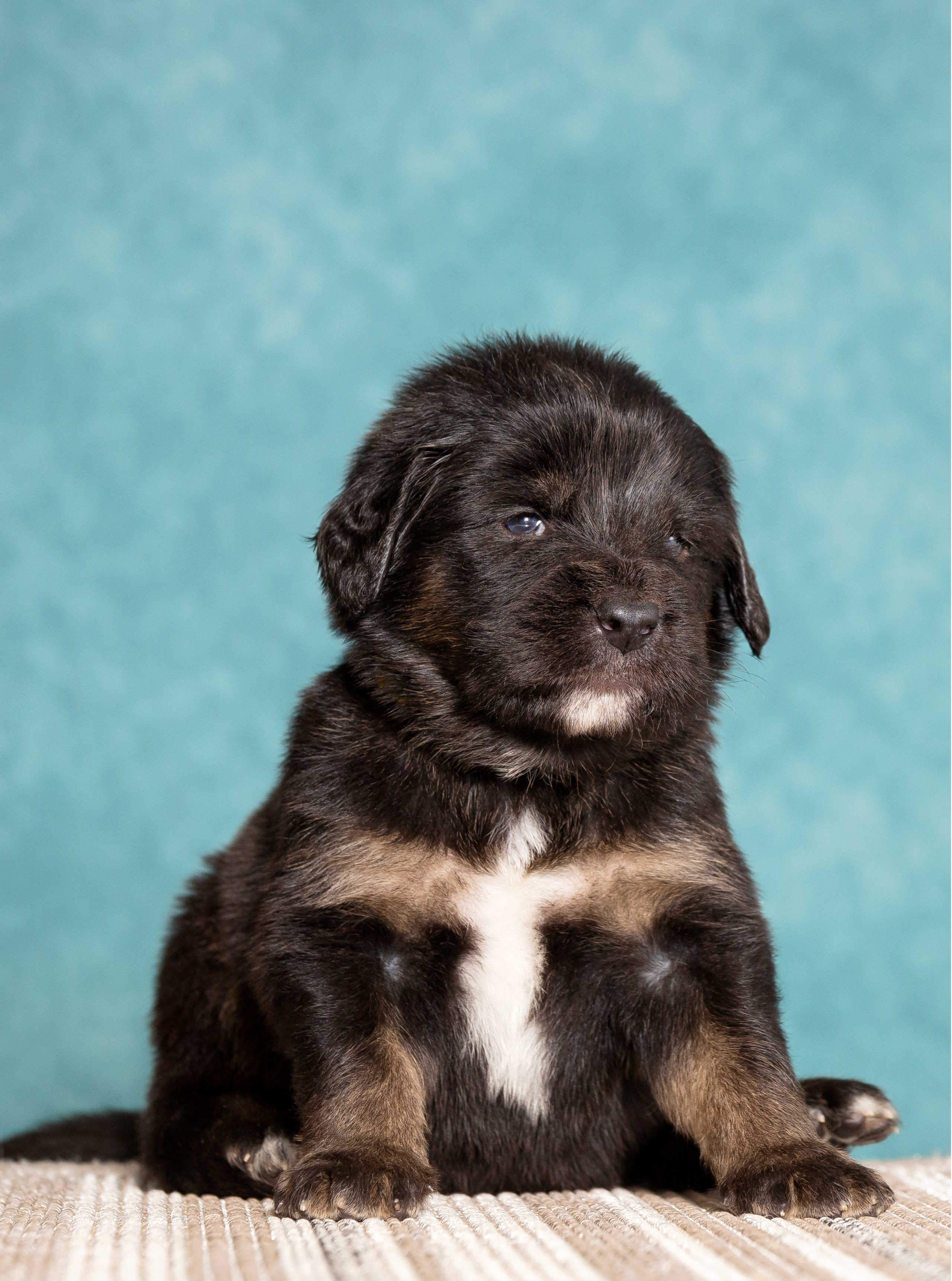 Тибетский мастиф. Юлия Микульская. Рыбинск