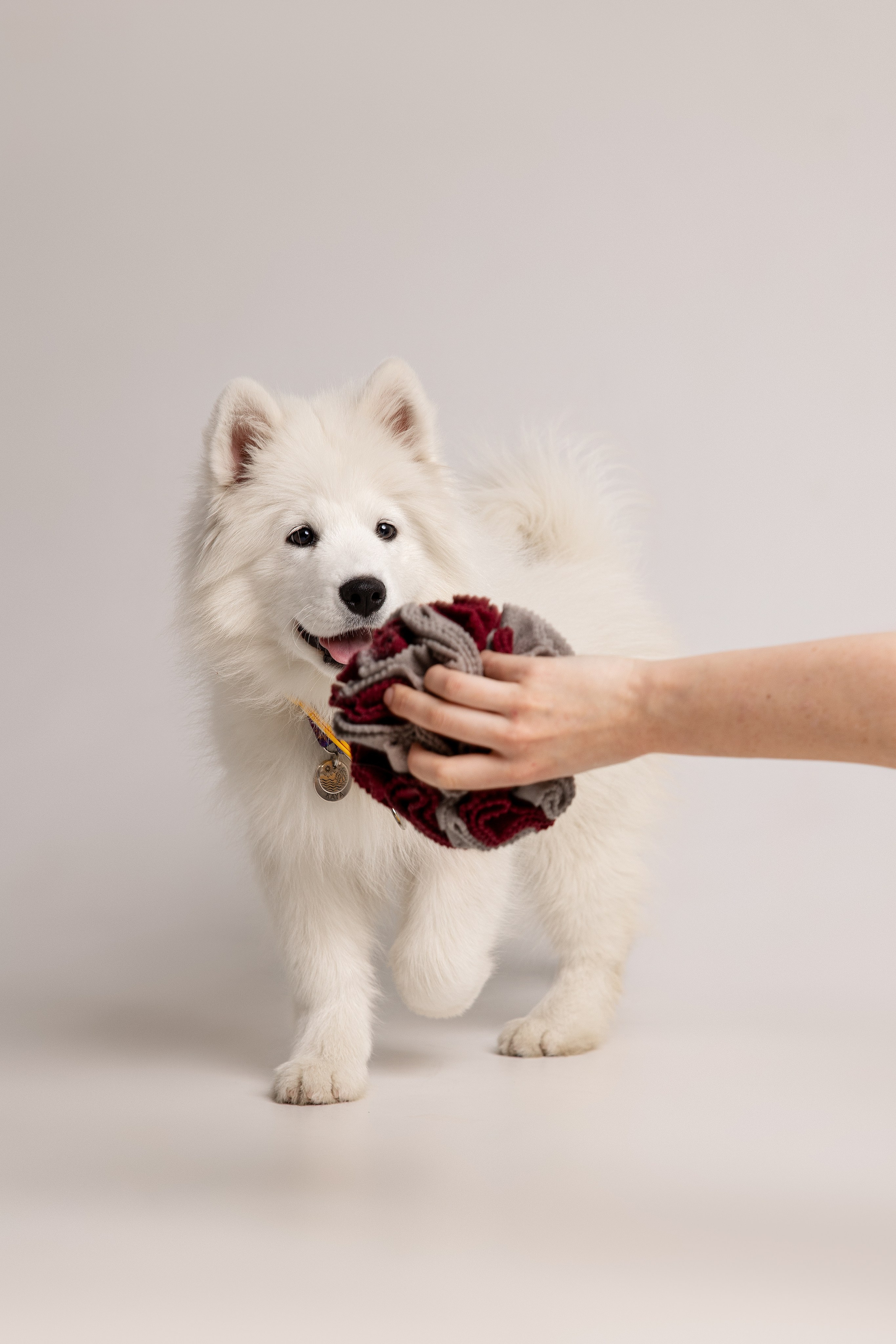 Кая и Даяна. Фотограф анималист в Москве Майорова Евгения