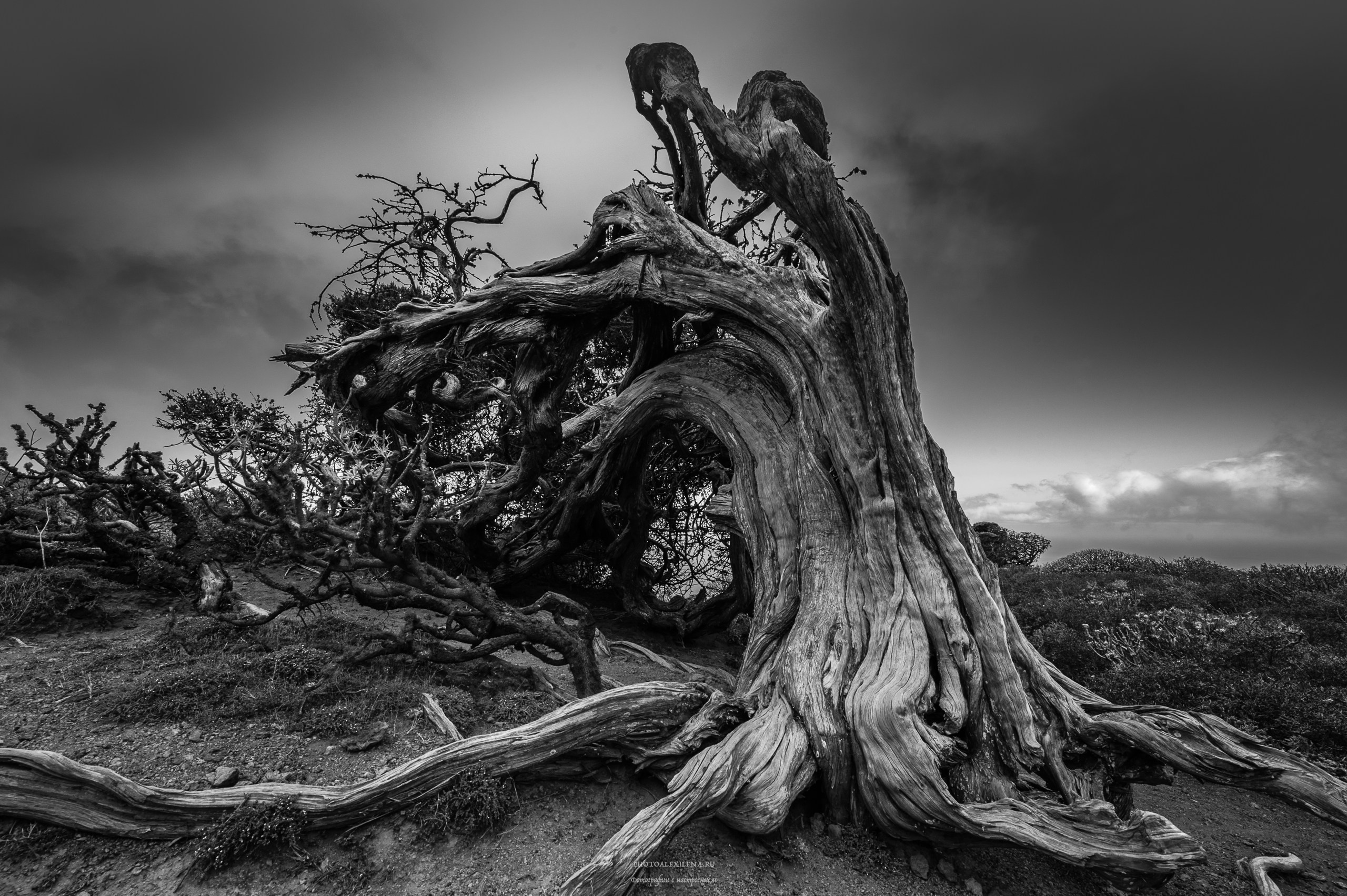 Всем ветрам назло. Авторские стильные фотокартины