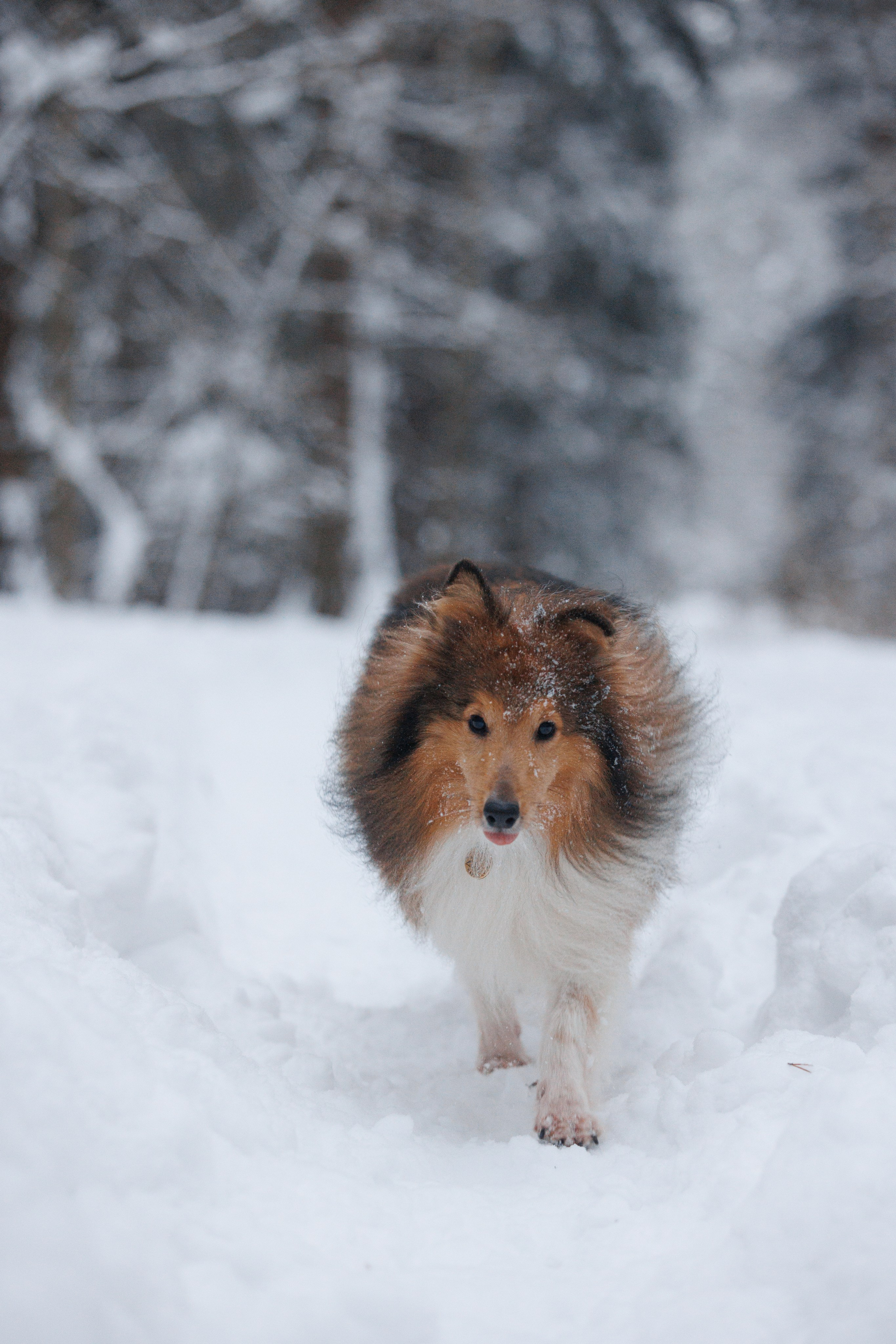 Даша и компания. Фотограф анималист Кристина Карпова, Москва