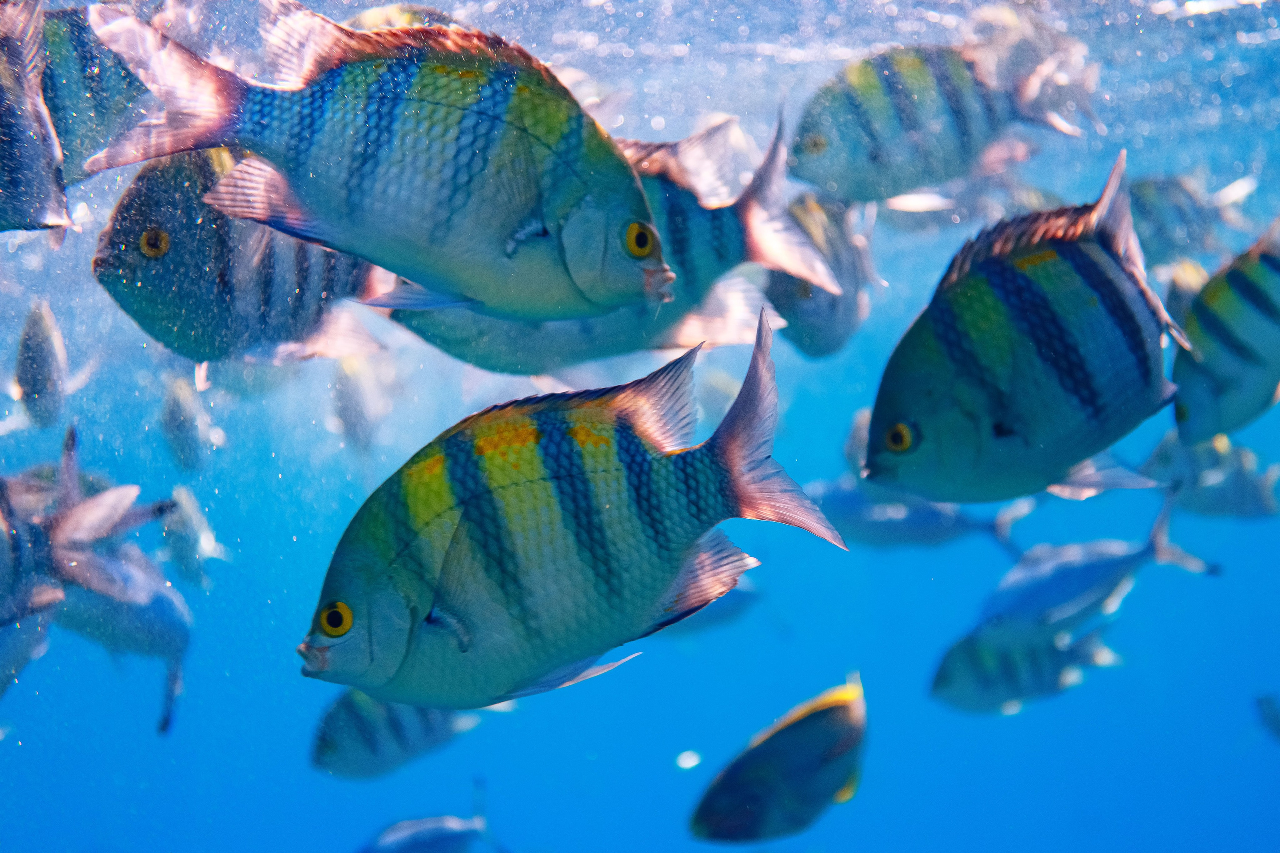 Fish. Фотограф Светлана Голицына