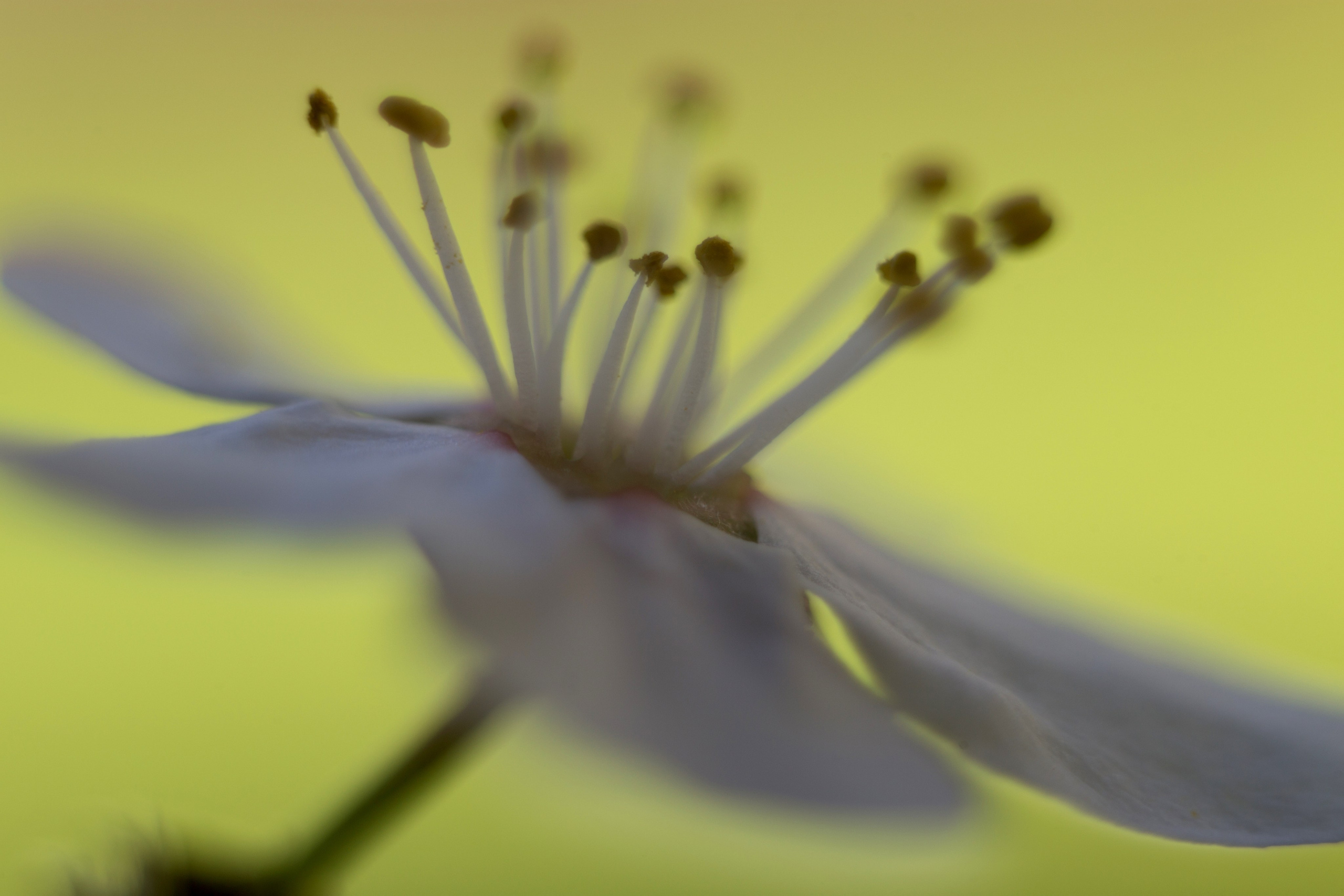 Макро. Фотограф Лагутин Анатолий