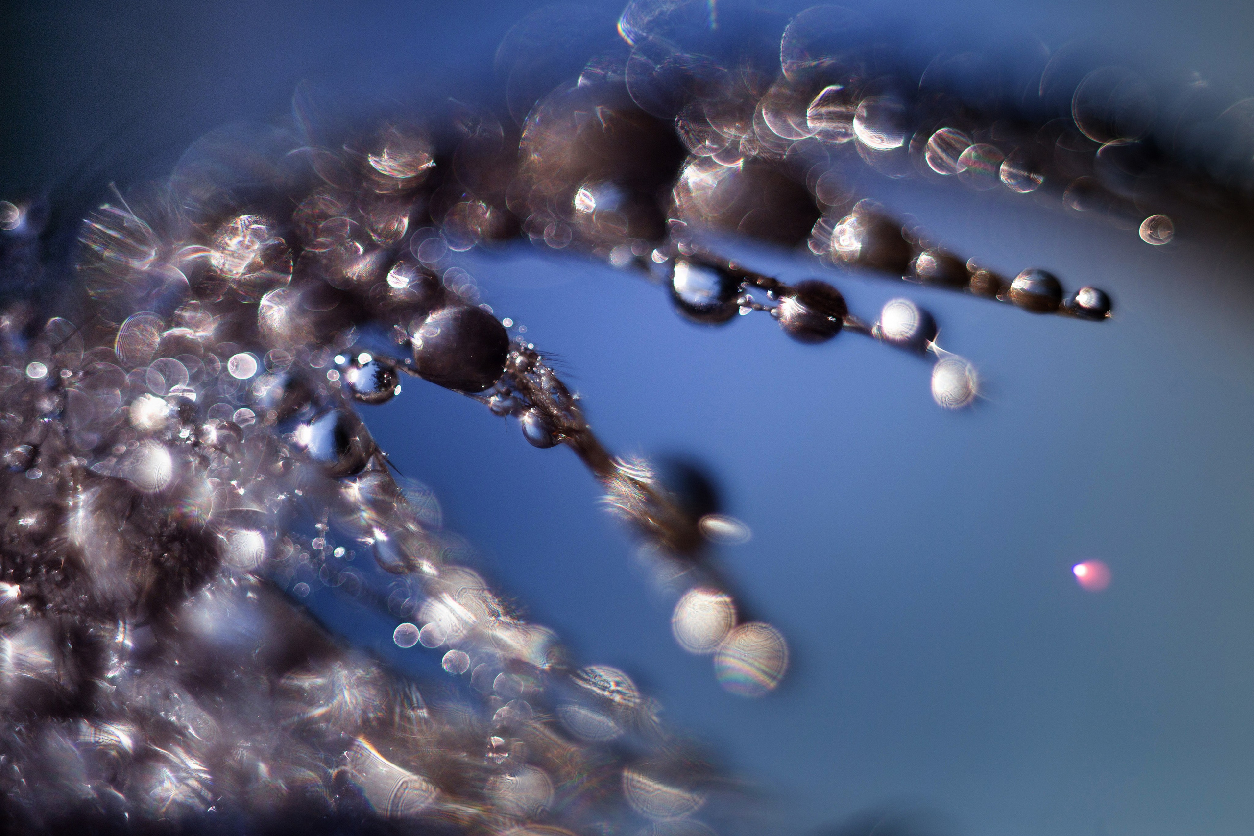 Макро. Фотограф Лагутин Анатолий