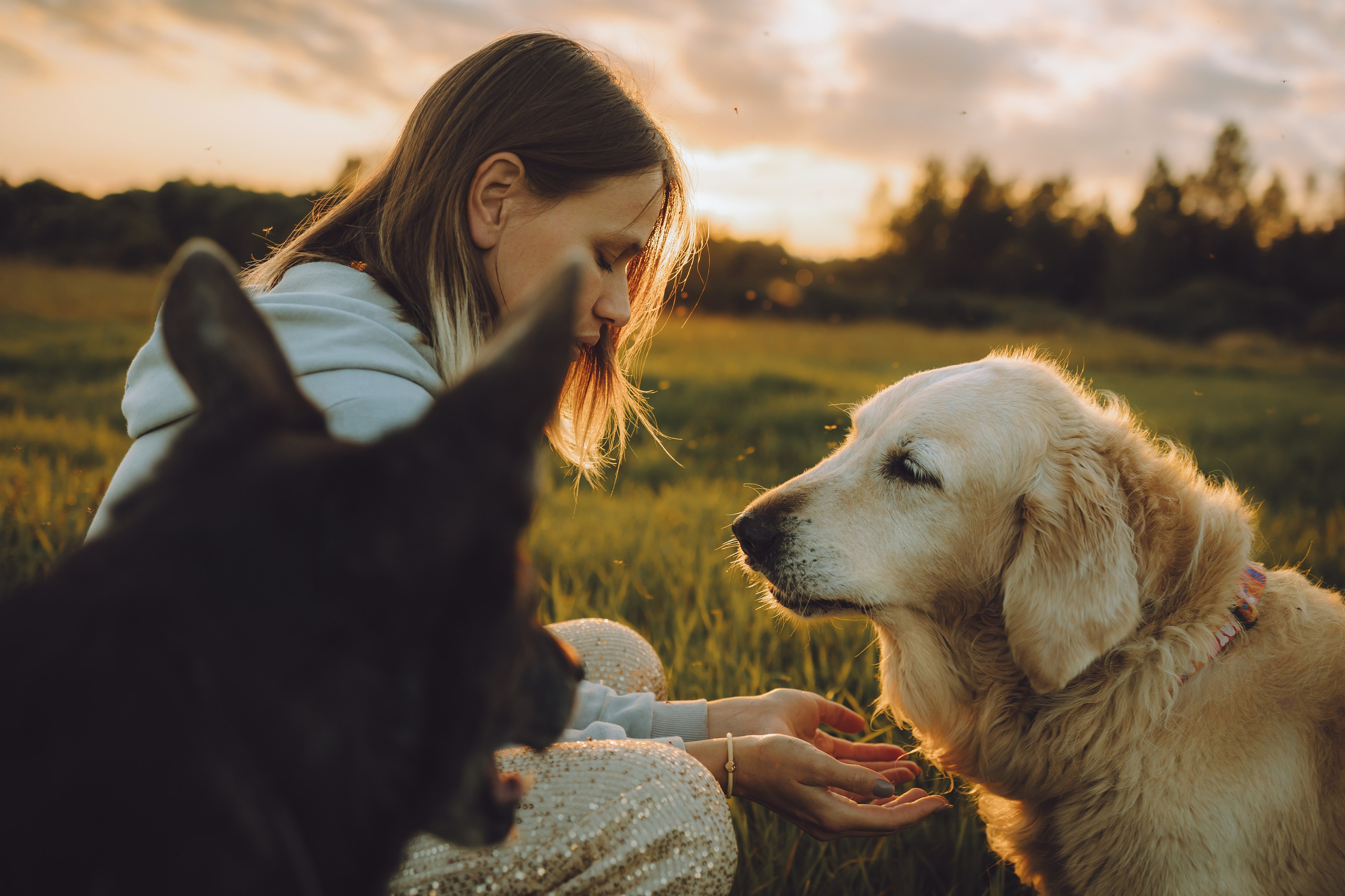 Выездной дог-тренинг от школы «Шерсть имею», Тованово