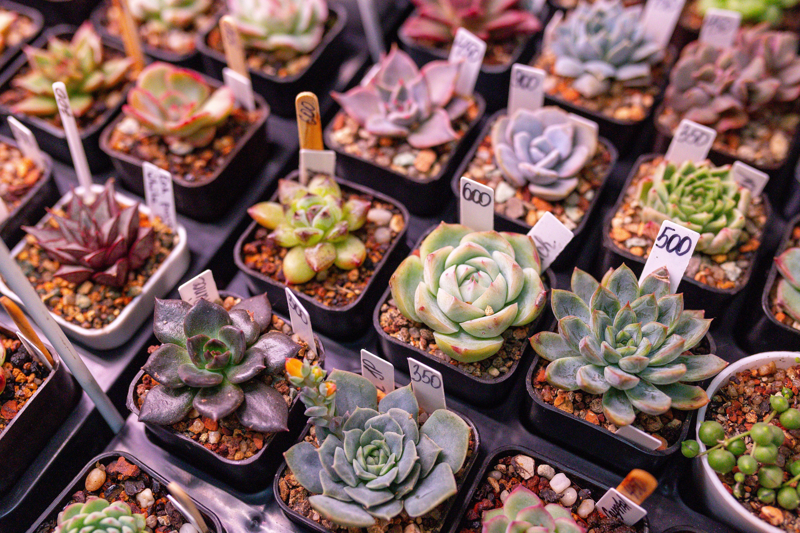 Монстериум 11–12 октября. Александра Куликова фотограф, Москва