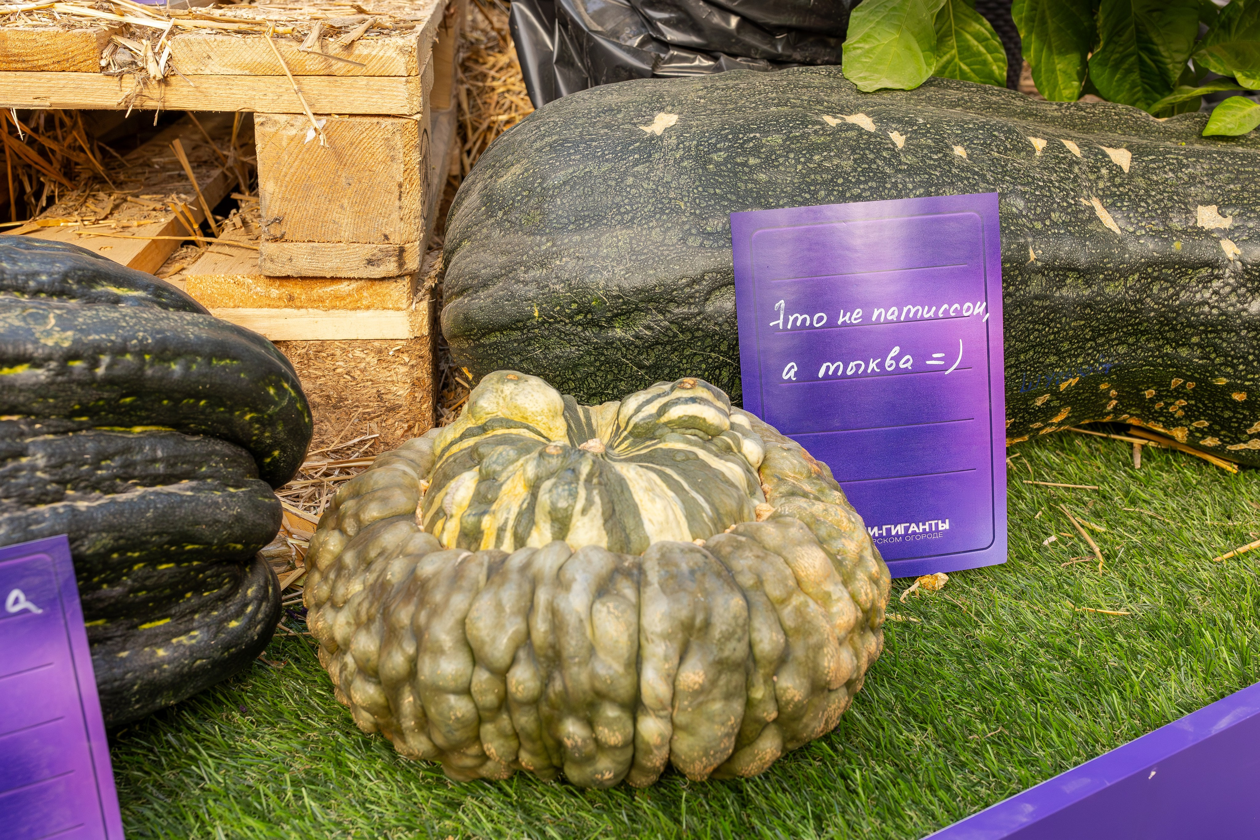 Овощи-гиганты. Александра Куликова фотограф, Москва