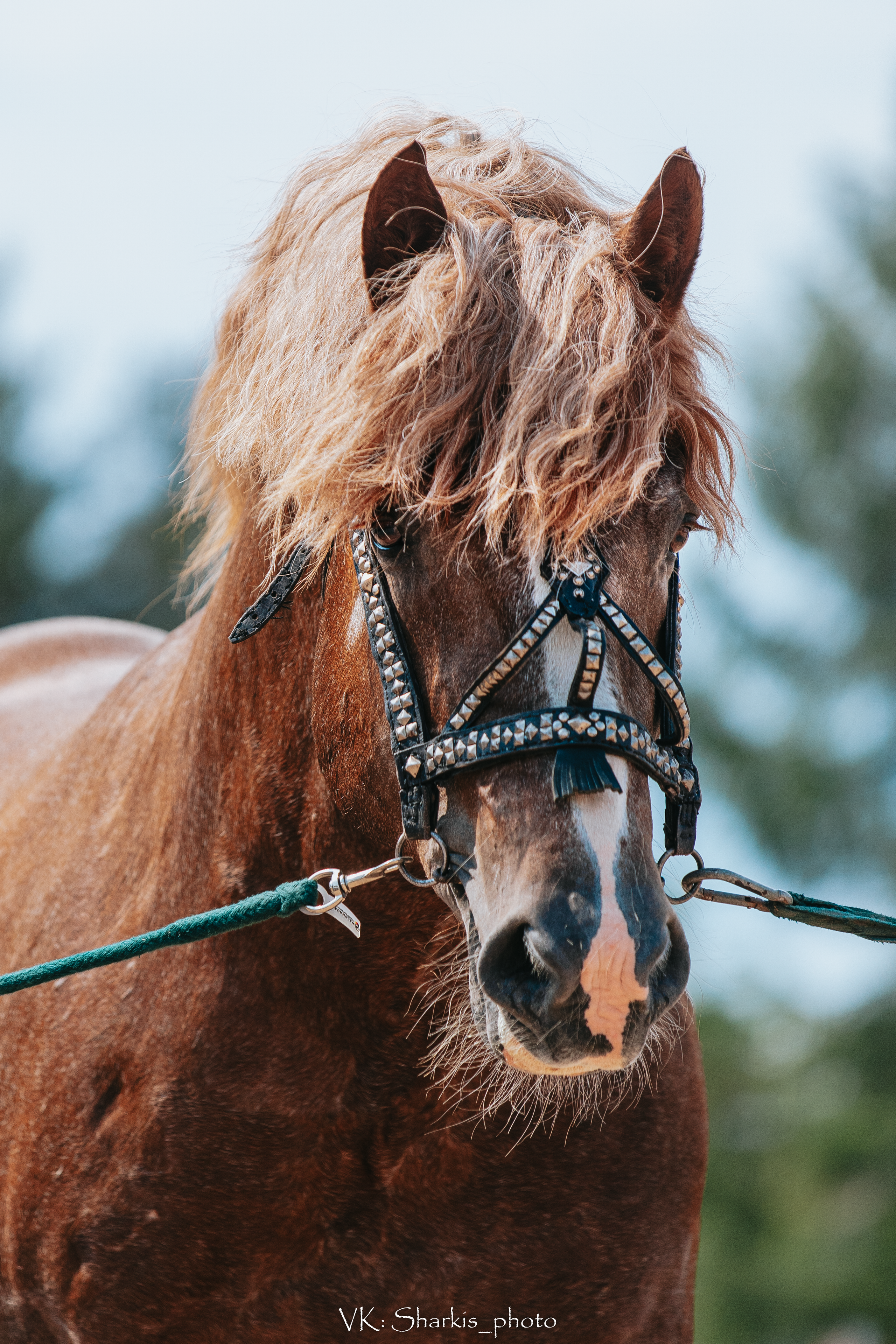 Лошади. Главная