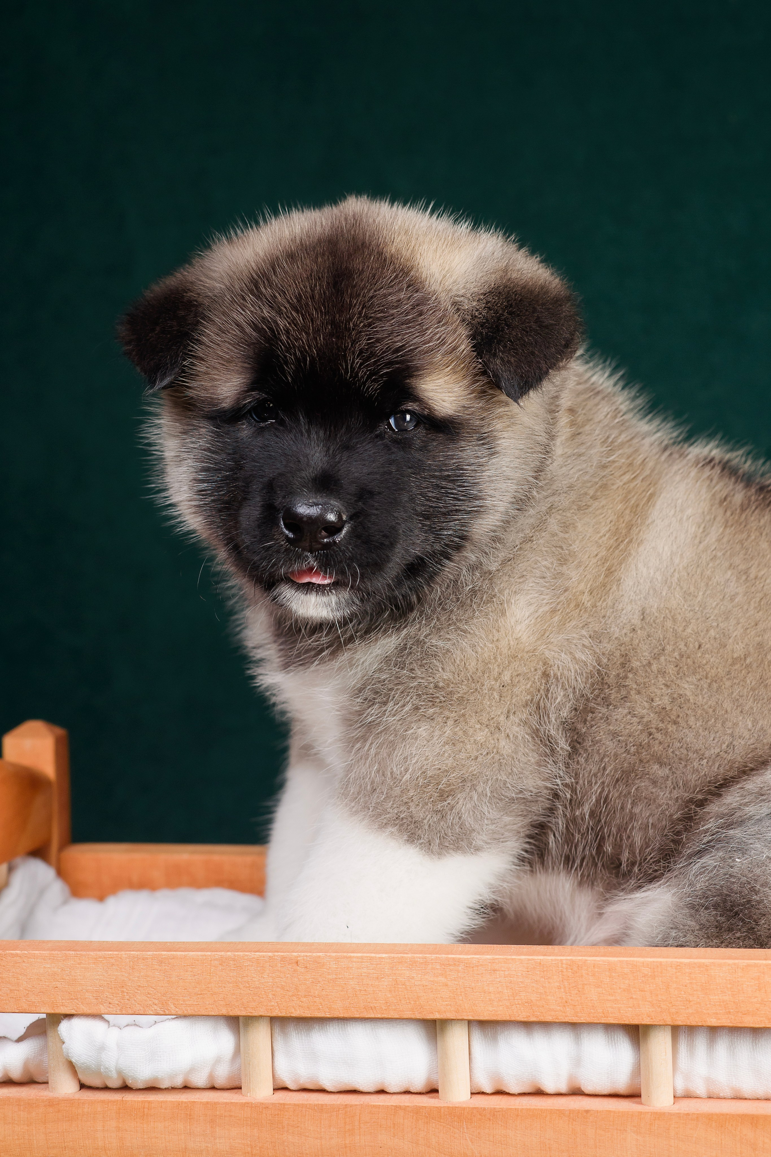 Щенки Американской Акиты. Фотограф — Анималист | Анна Абрамова