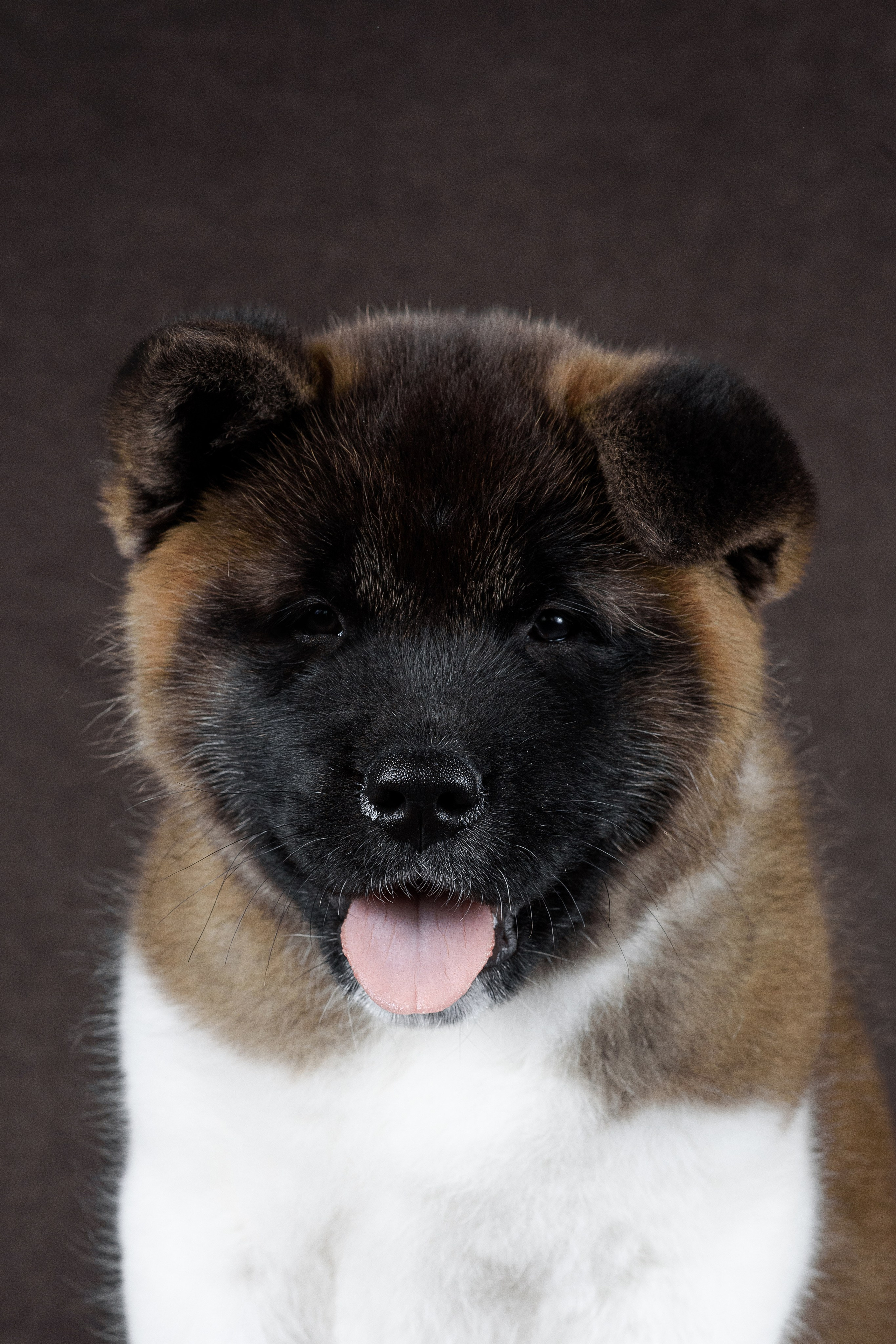 Щенки Американской Акиты (GRAND AMAK) Цезарь и Ника — 15.03.2024. Фотограф — Анималист | Анна Абрамова