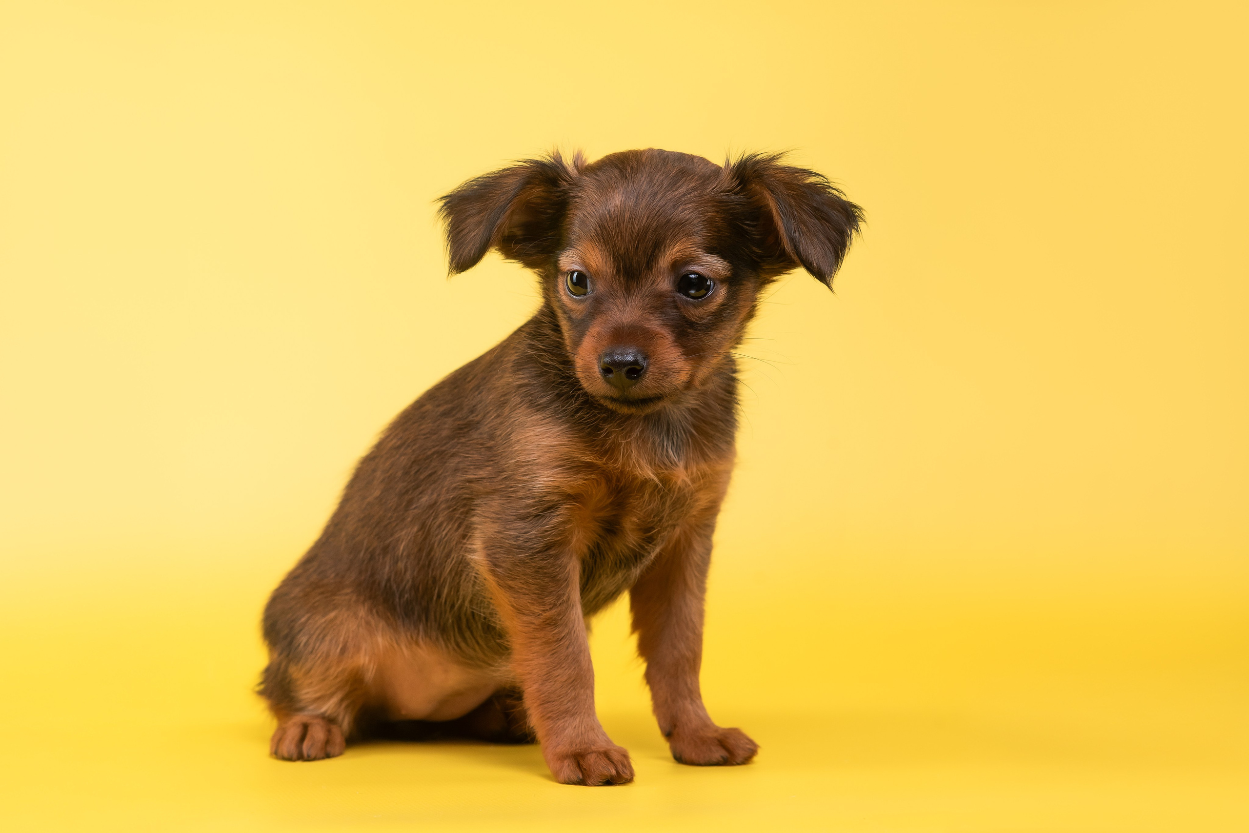 Пражские крысарики — 02.04.2025. Фотограф — Анималист | Анна Абрамова