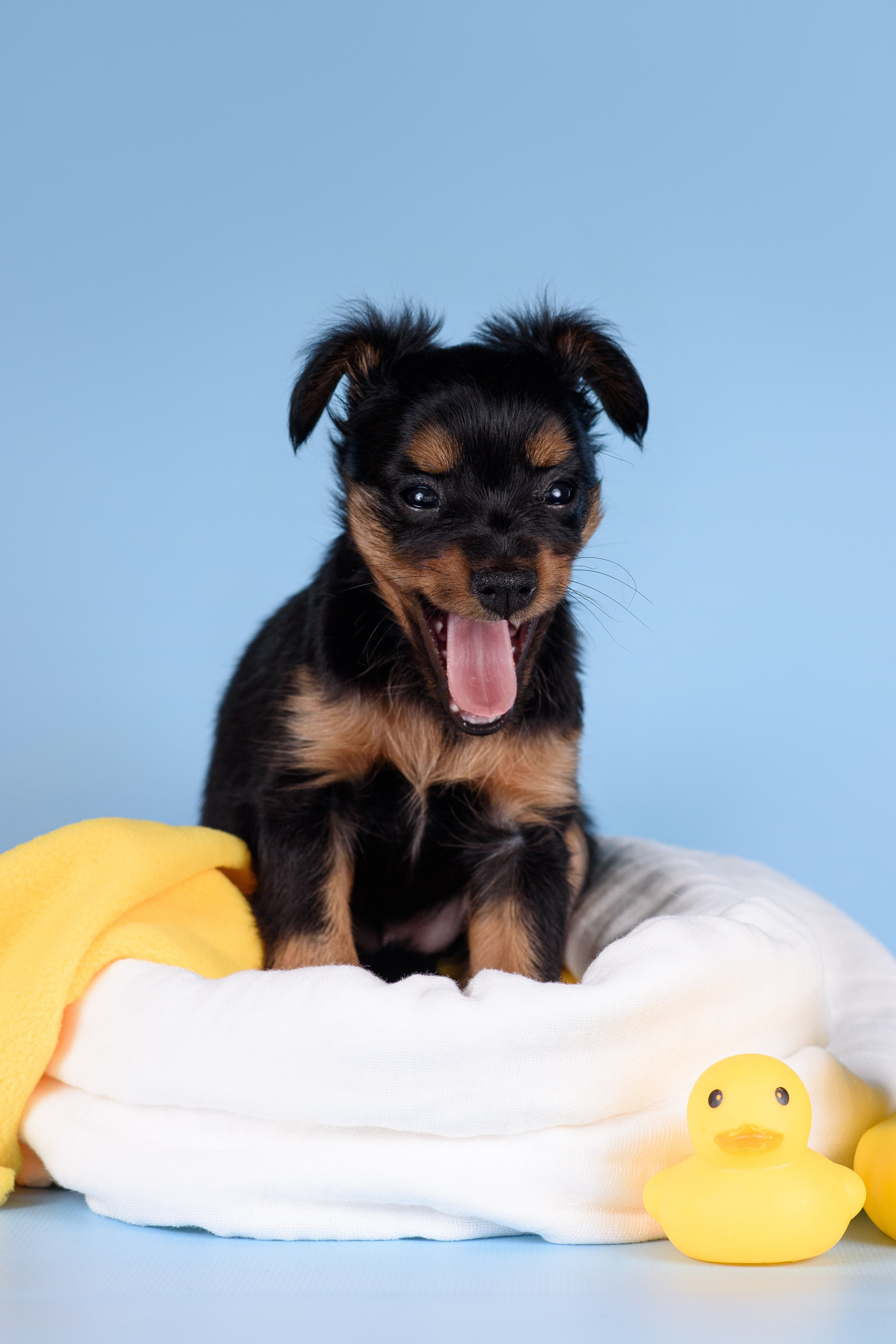 Щенки Пражских крысариков -13.04.2024. Фотограф — Анималист | Анна Абрамова