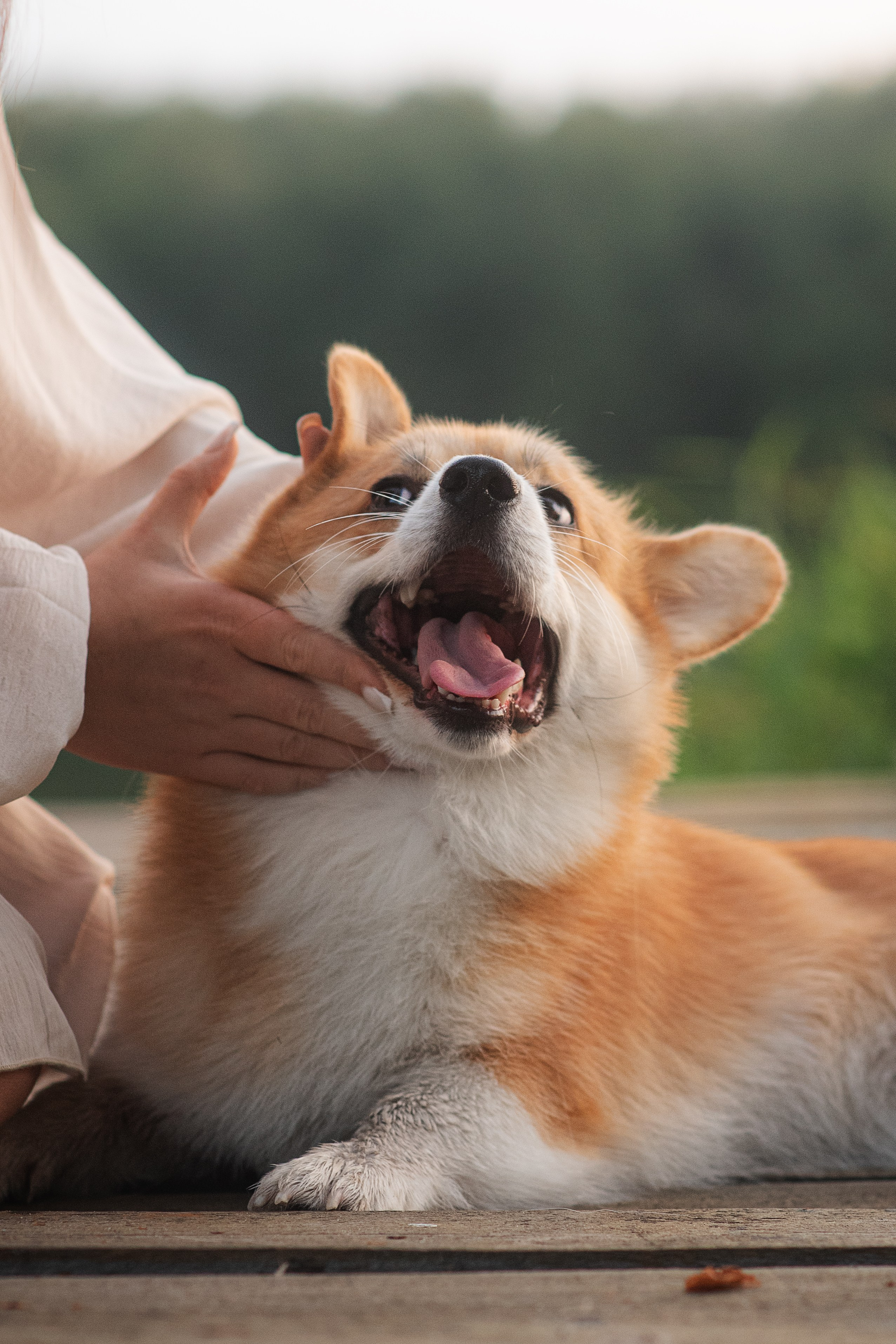 Саша, Оксана и Барни — 25.08.2024. Фотограф — Анималист | Анна Абрамова