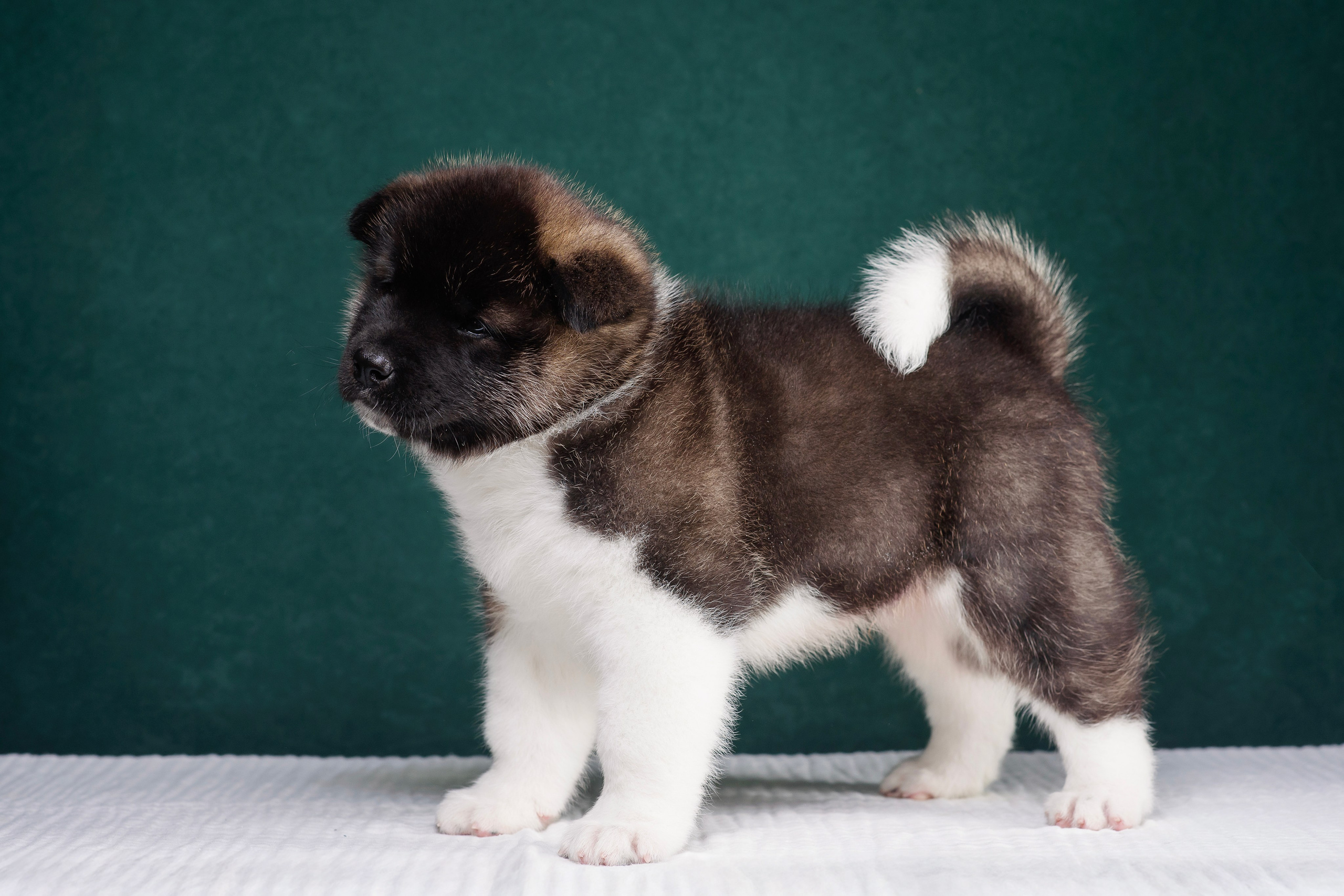 Щенки Американской Акиты. Фотограф — Анималист | Анна Абрамова