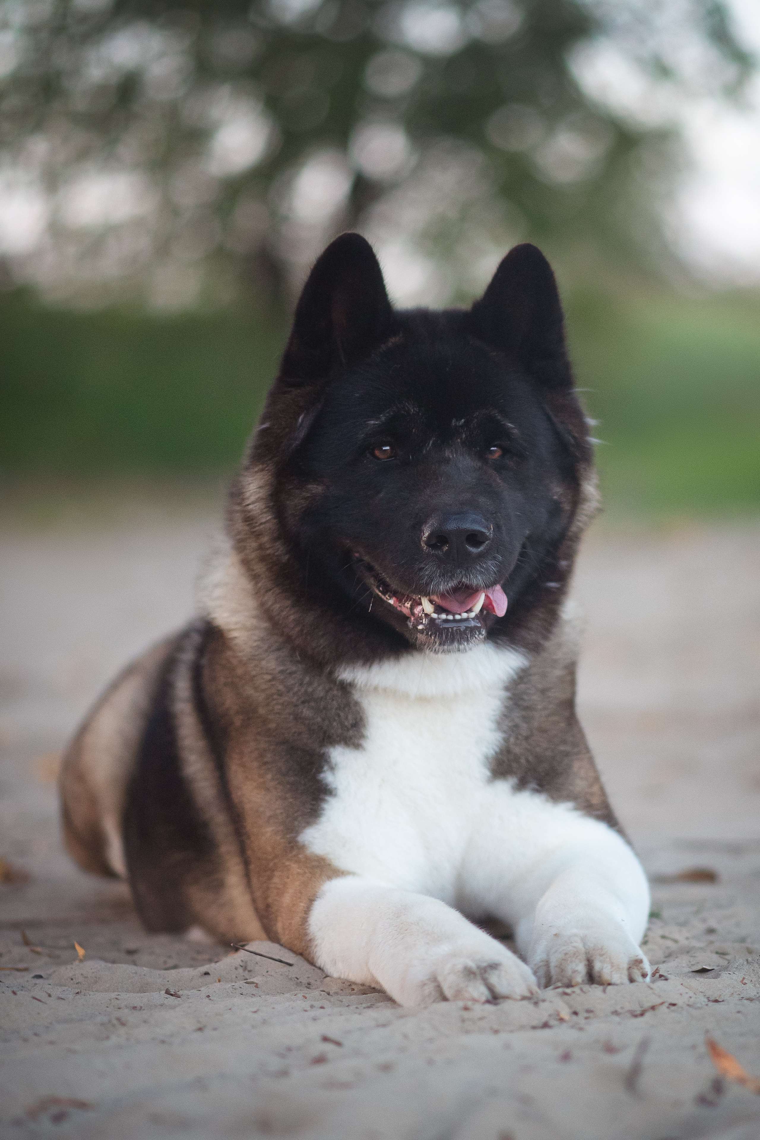 Американская Акита Дива — 16.09.2024. Фотограф — Анималист | Анна Абрамова