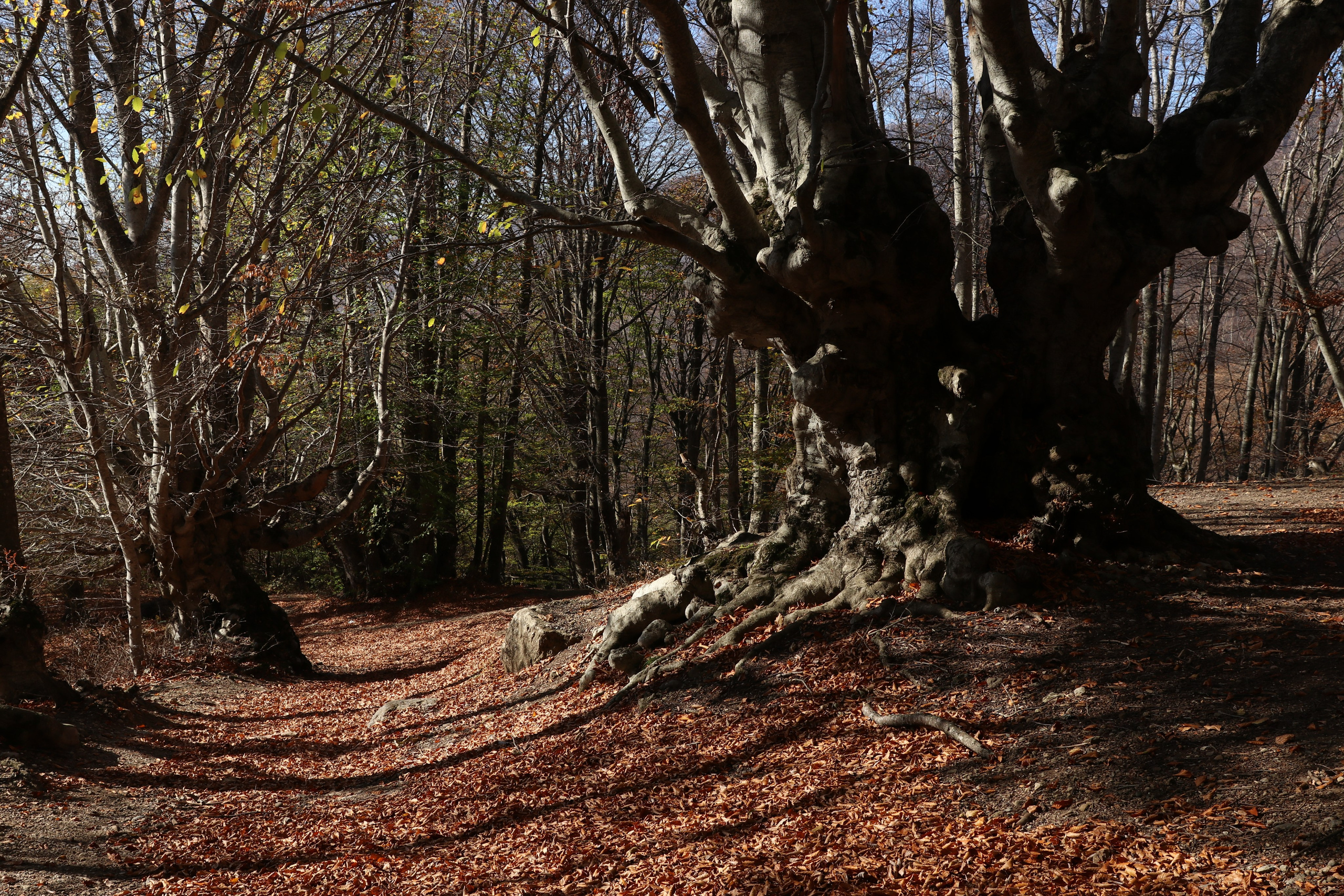 Крым. ЮБК (Гурзуф, Судак и их окрестности). Ноябрь 2023. Путешественник-фотограф из Санкт-Петербурга Татьяна Свистулина