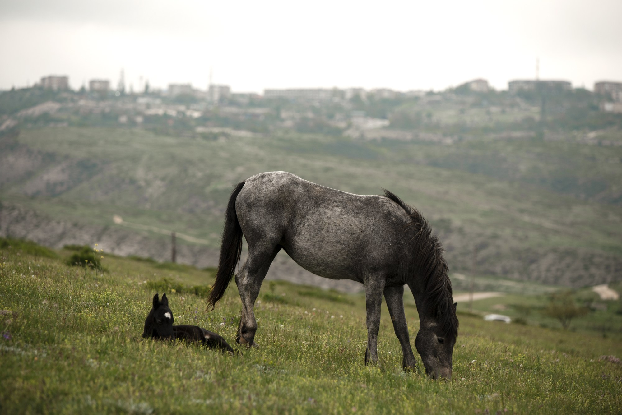 Портрет лошади, лошадь, конь, фото лошади, фотография лошади, конный фотограф, съемка лошадей, фотограф лошадей, конная фотография, конный фотограф, конный фотограф в спб, профессиональный фотограф спб, фотограф спб, ахалтекинец, рысак, спортивная лошадь, конный клуб, фотосессия с лошадьми, тракененская лошадь, тяжеловоз, лошадь, жеребцы, игры жеребцов, табун, в табуне, свободные лошади, жеребенок, дагестан, дагестанская лошадь, горы, лошади в горах, лошадь на пастбище, дагестанские горы