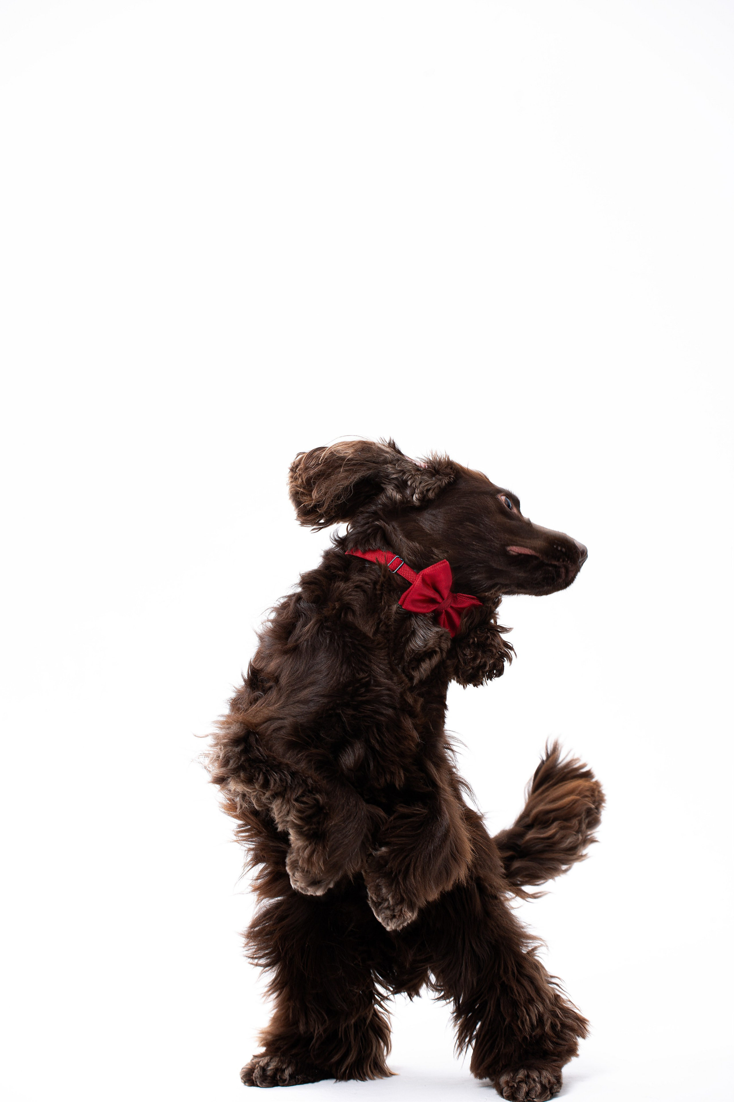 Animals. Photographer saint petersburg/moscow