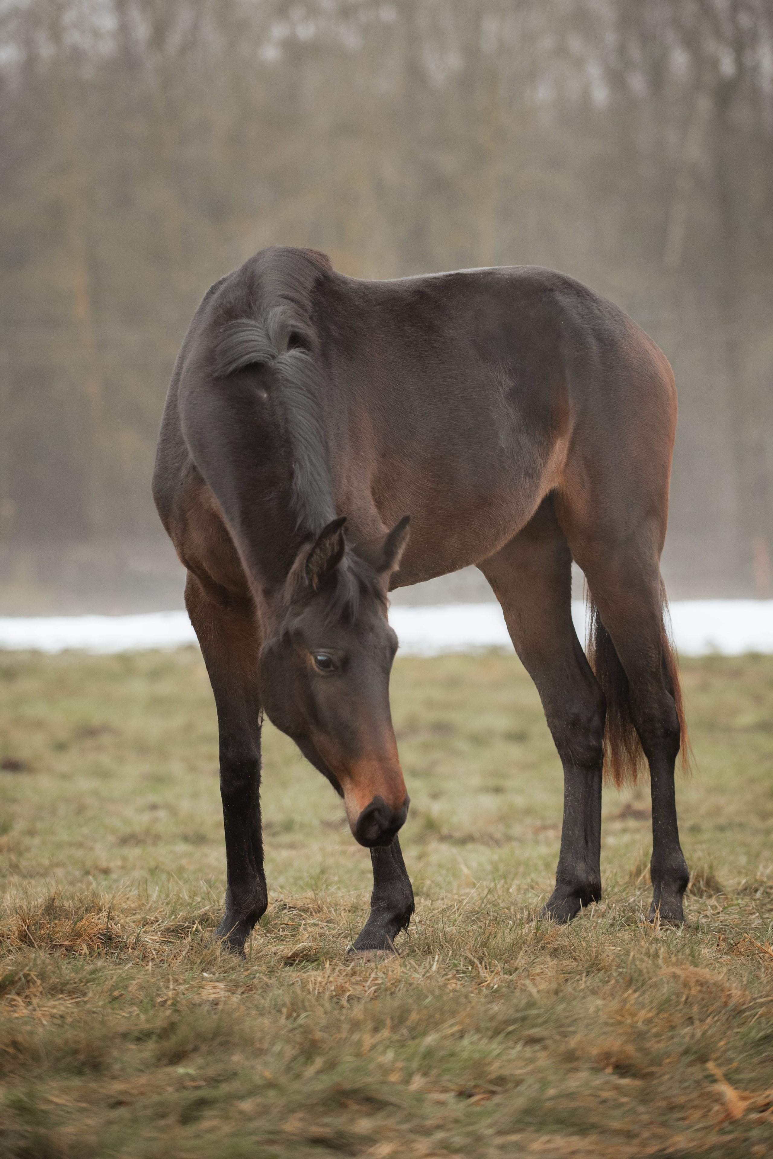 Мелкаши ЮНА. Куракина Дарья • Конный фотограф