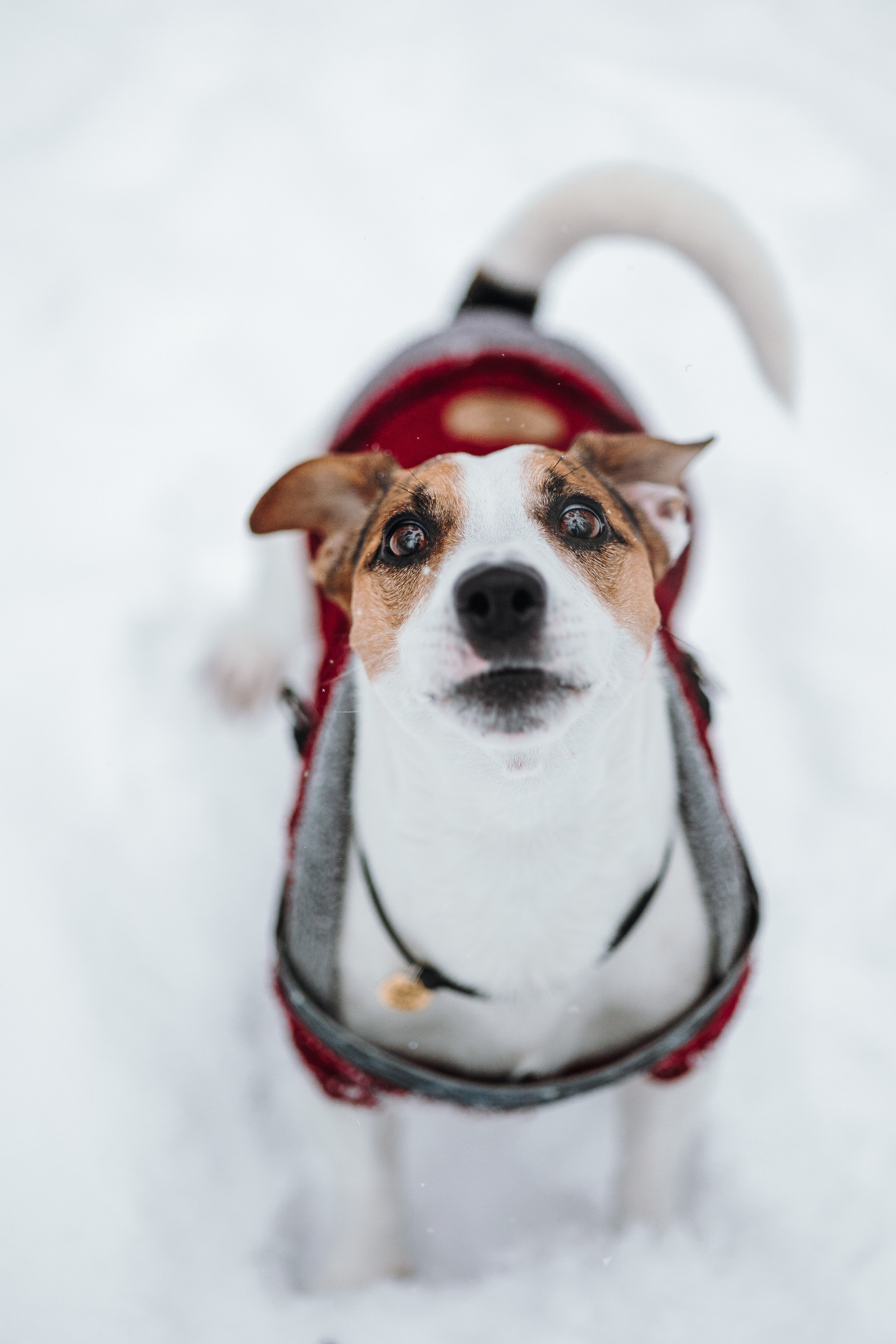 Мики и его семья. Фотограф — Анималист | Санкт-Петербург