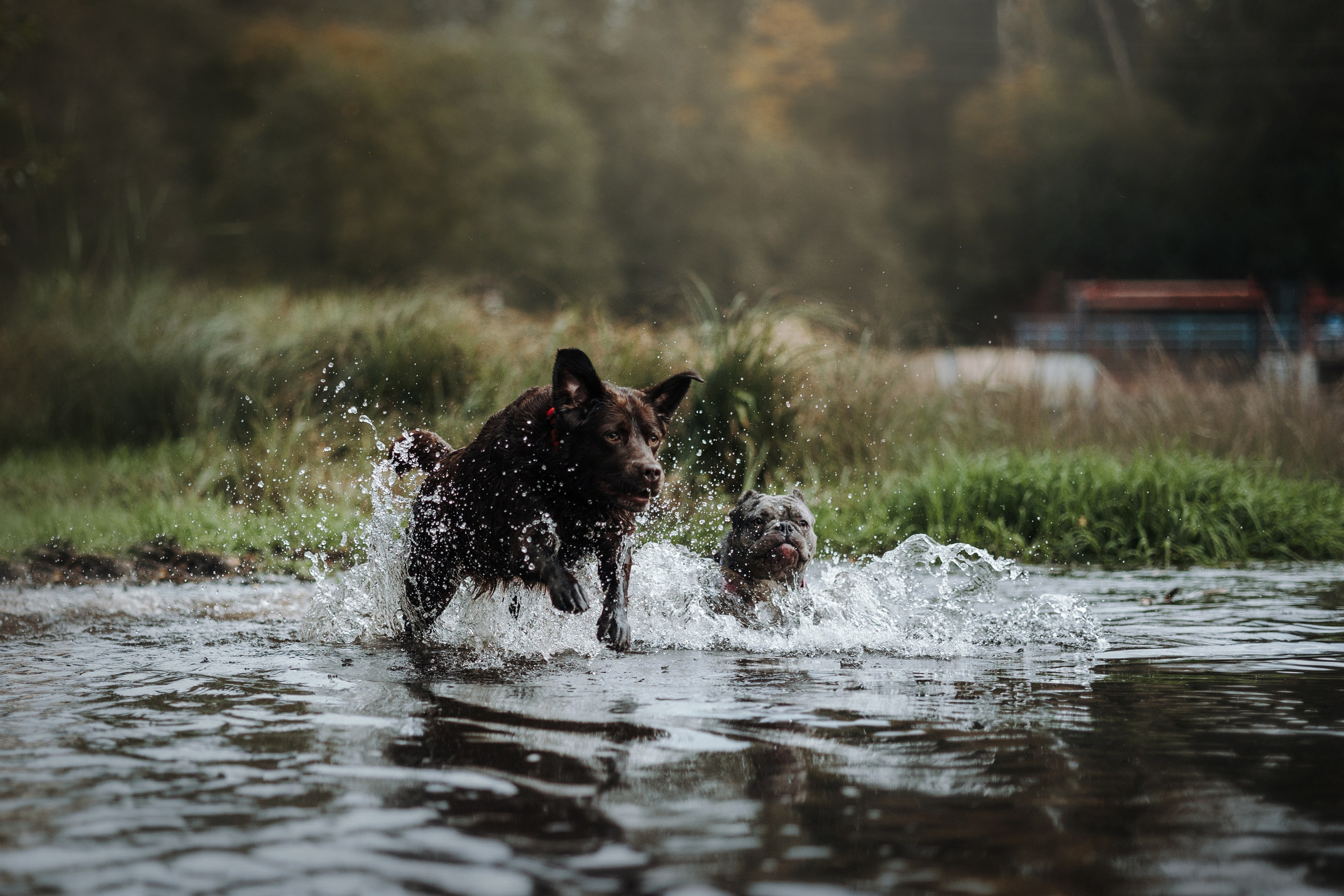 Девочки и их семья. Фотограф — Анималист | Санкт-Петербург