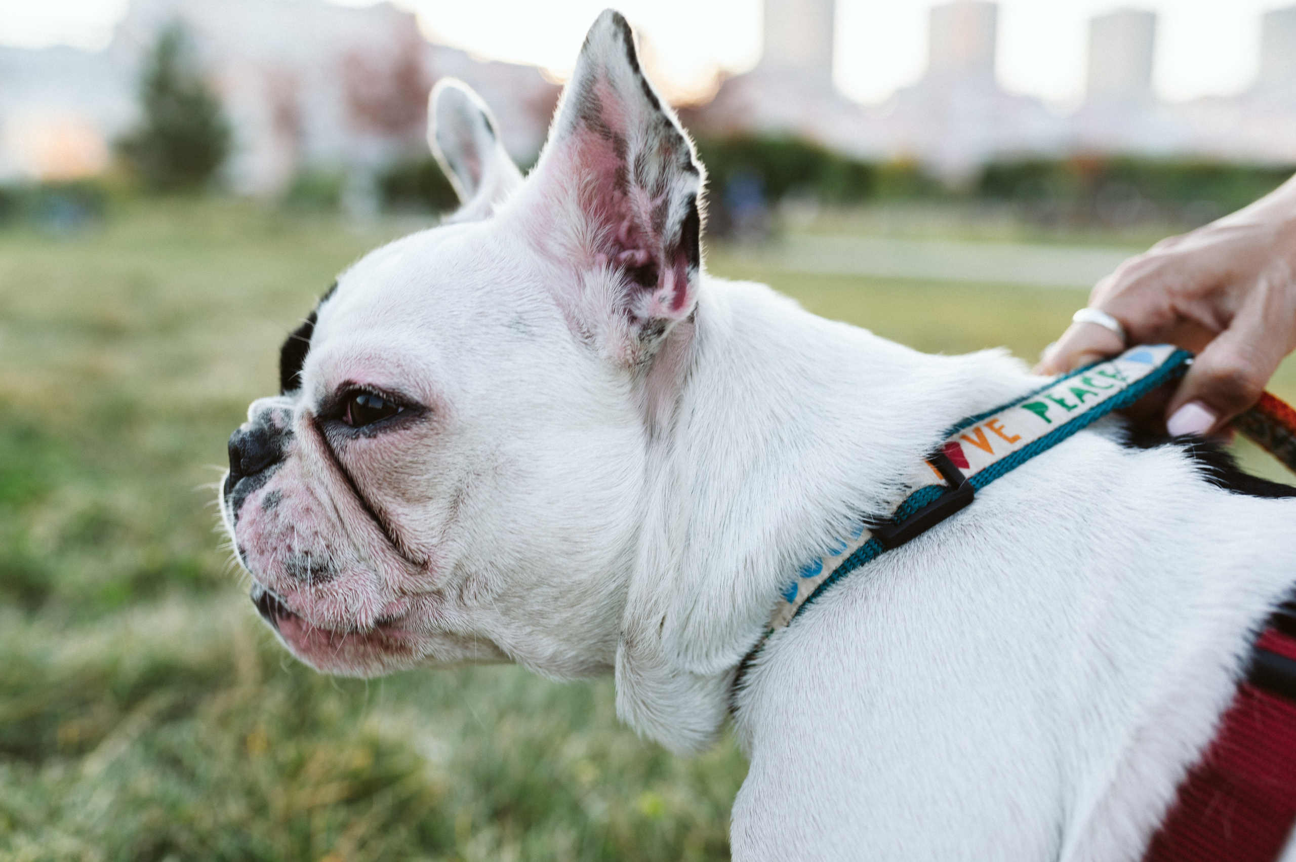Инна и Белль. Фотограф анималист в Москве Ольга Агушева