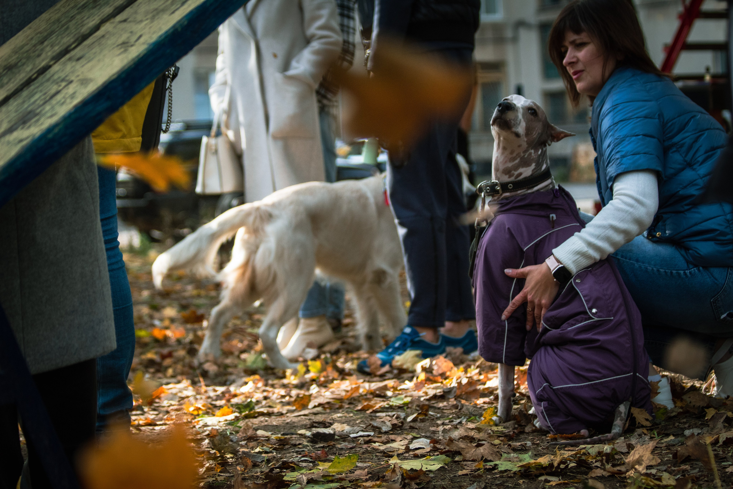 Костюмированный парад собак. Фотограф анималист — Тула, Москва