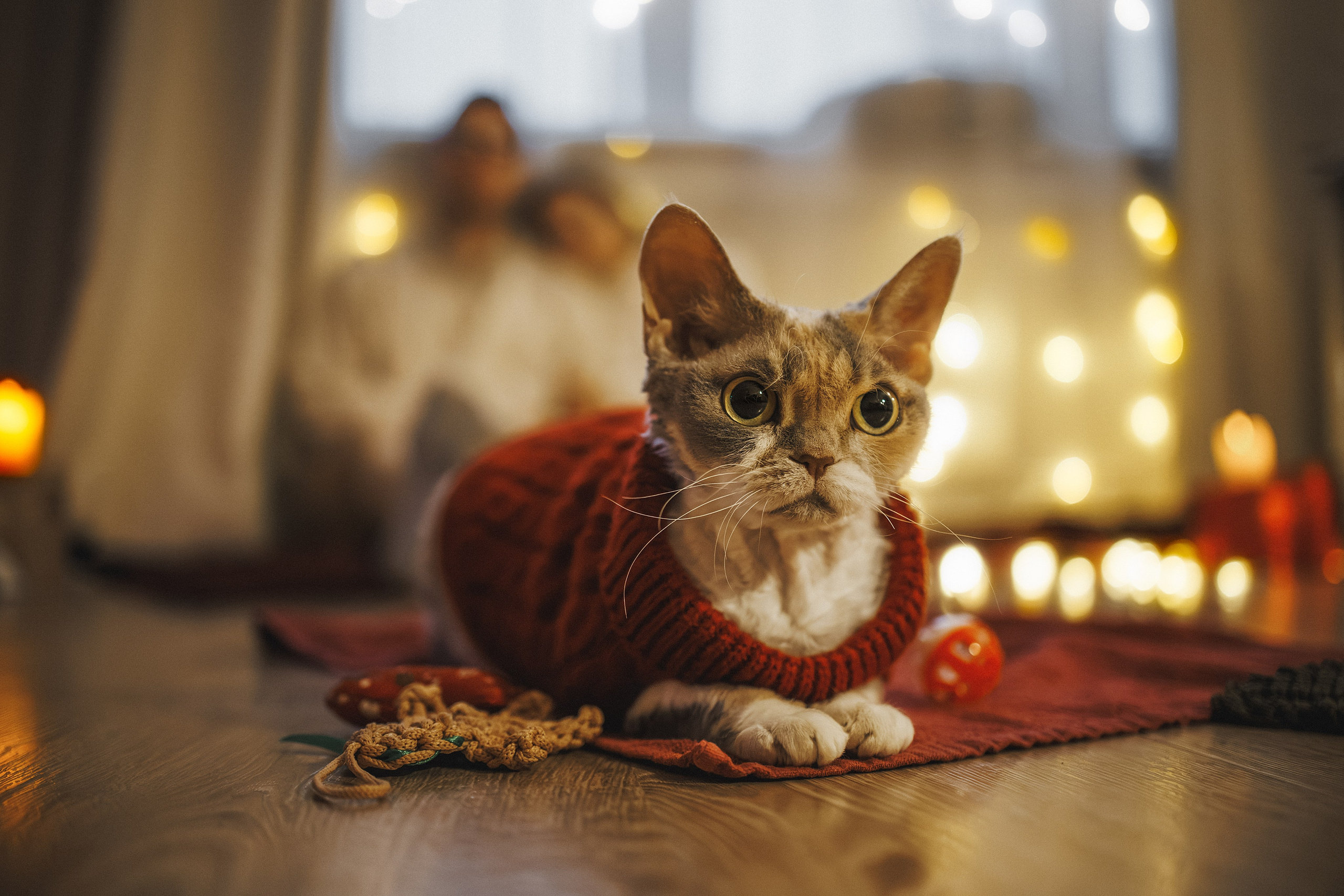 Домашняя новогодняя. Фотограф Анималист в Москве Анастасия Жучкова