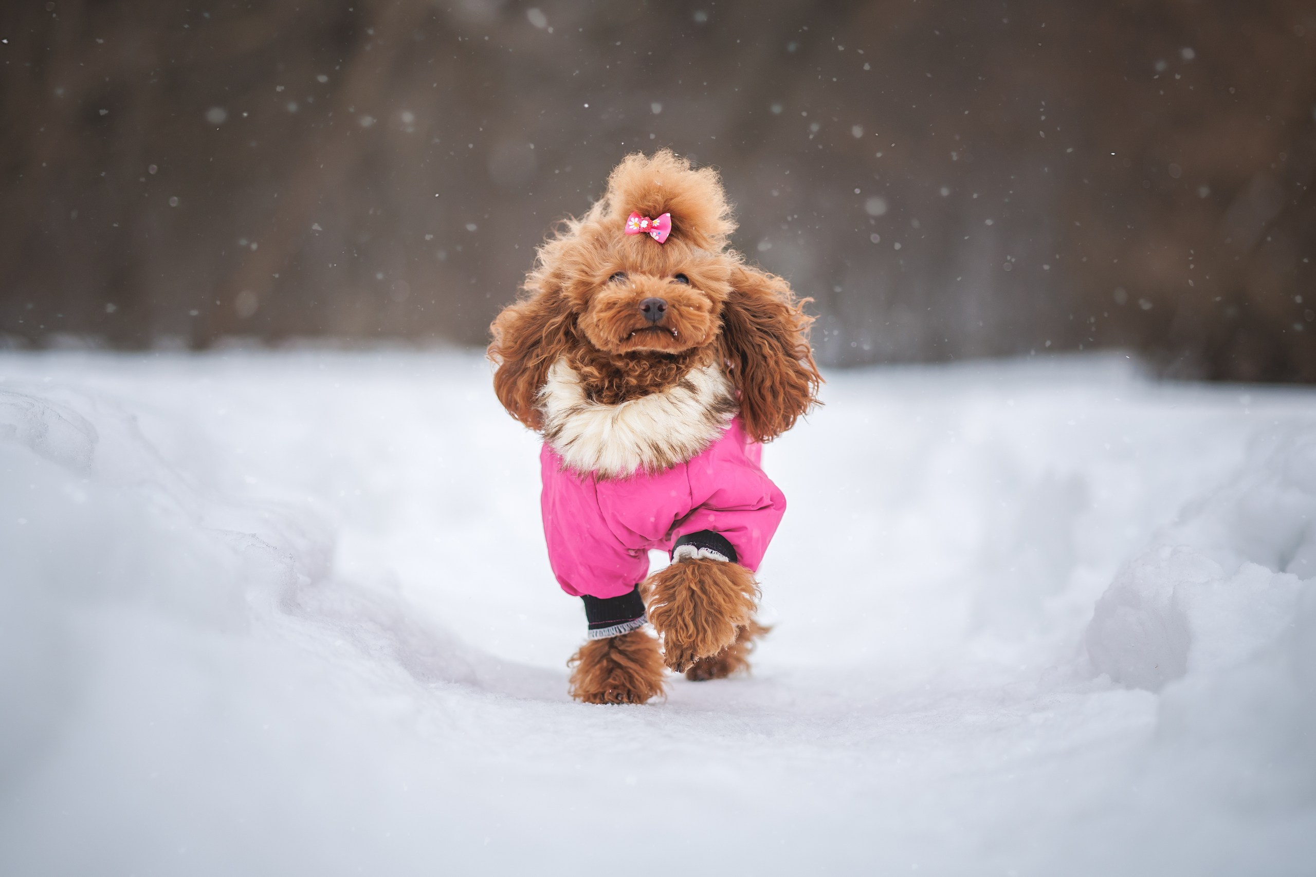 Коломенское. Фотограф Анималист в Москве Анастасия Жучкова