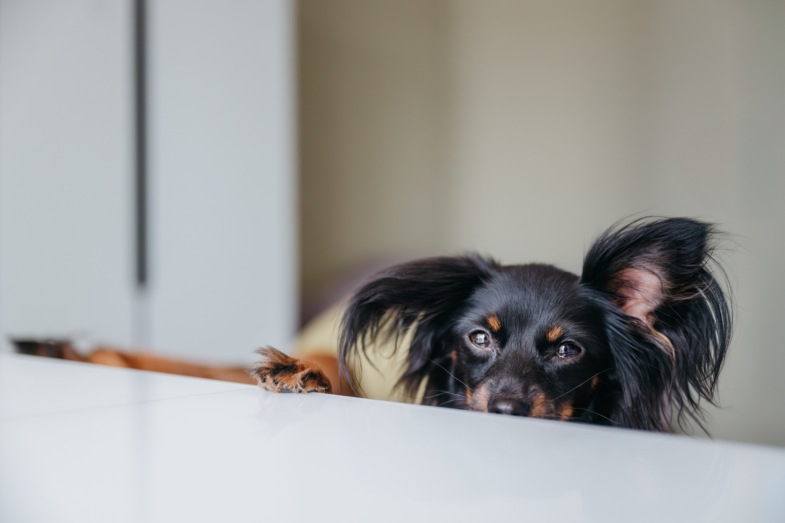 Домашняя съемка. Фотограф Анималист в Москве Анастасия Жучкова