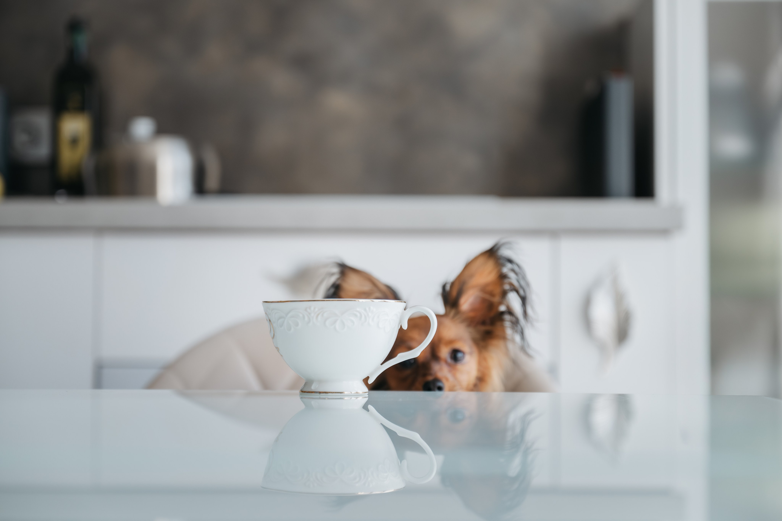 Домашняя съемка. Фотограф Анималист в Москве Анастасия Жучкова