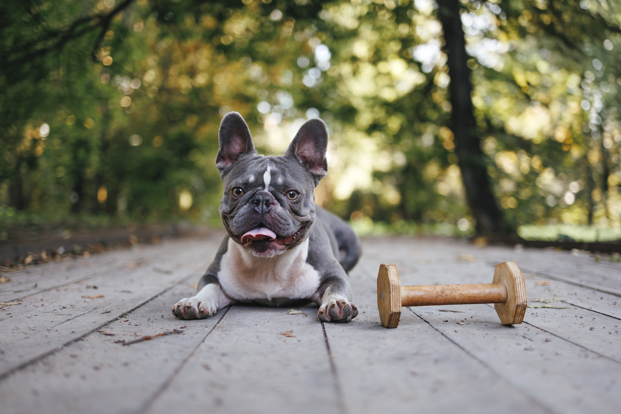 Французский Бульдог в Воронцовском парке (в обработке). Фотограф Анималист в Москве Анастасия Жучкова