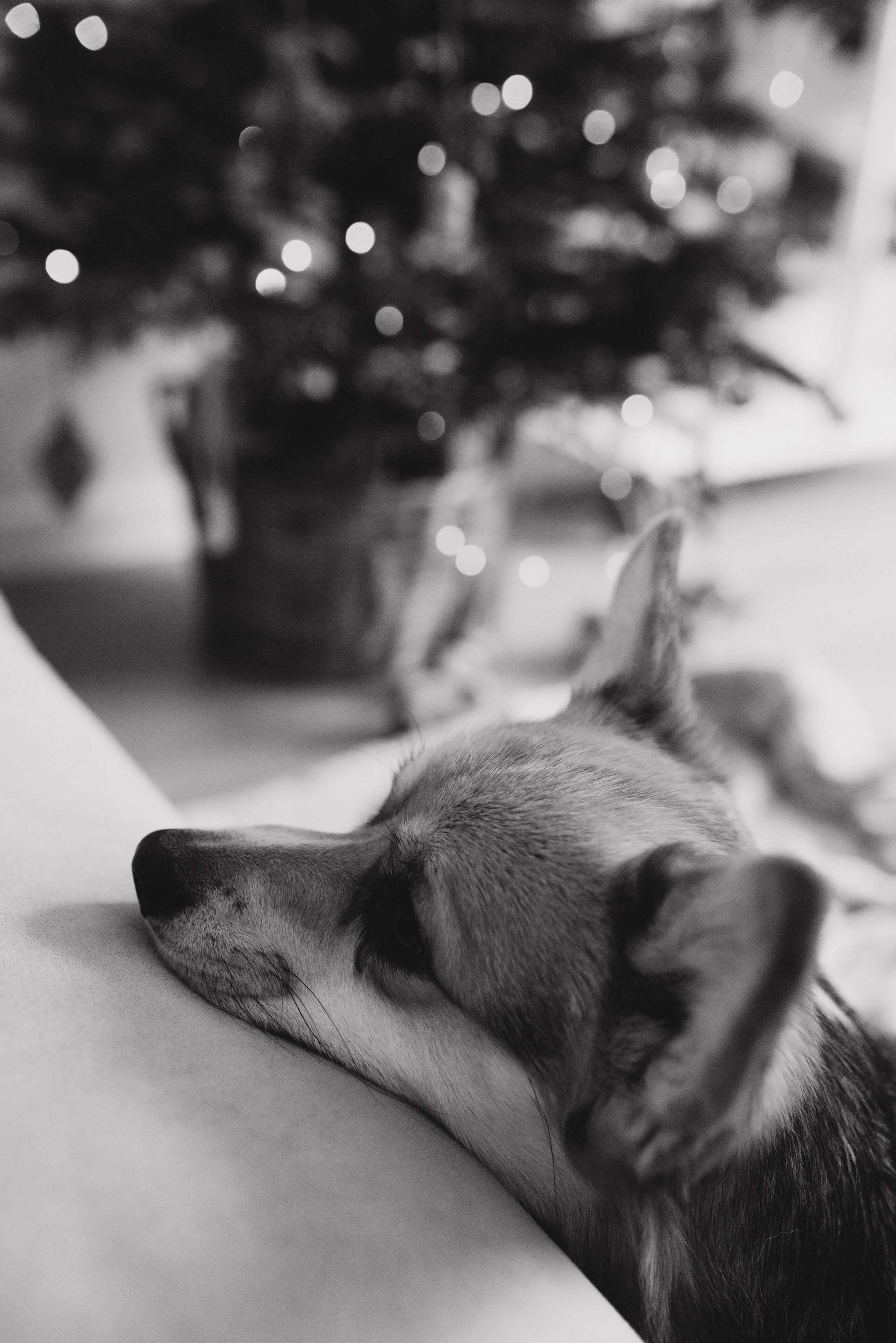 Оля и Максим. Семейный фотограф в Москве Алина Сергеева