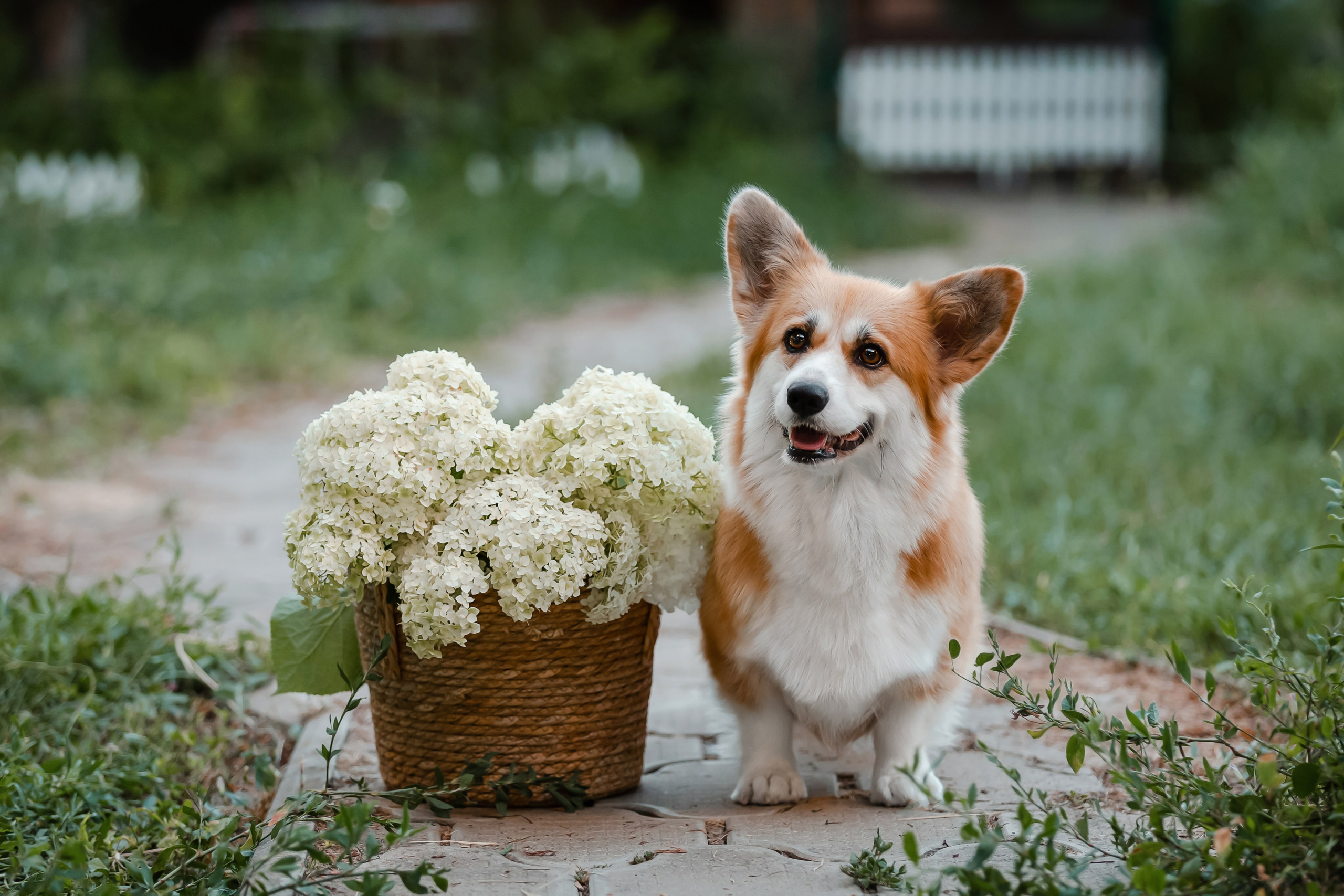 Щенки корги в корзинах и цветах. Фотограф-анималист в Краснодаре Маша Мельникова
