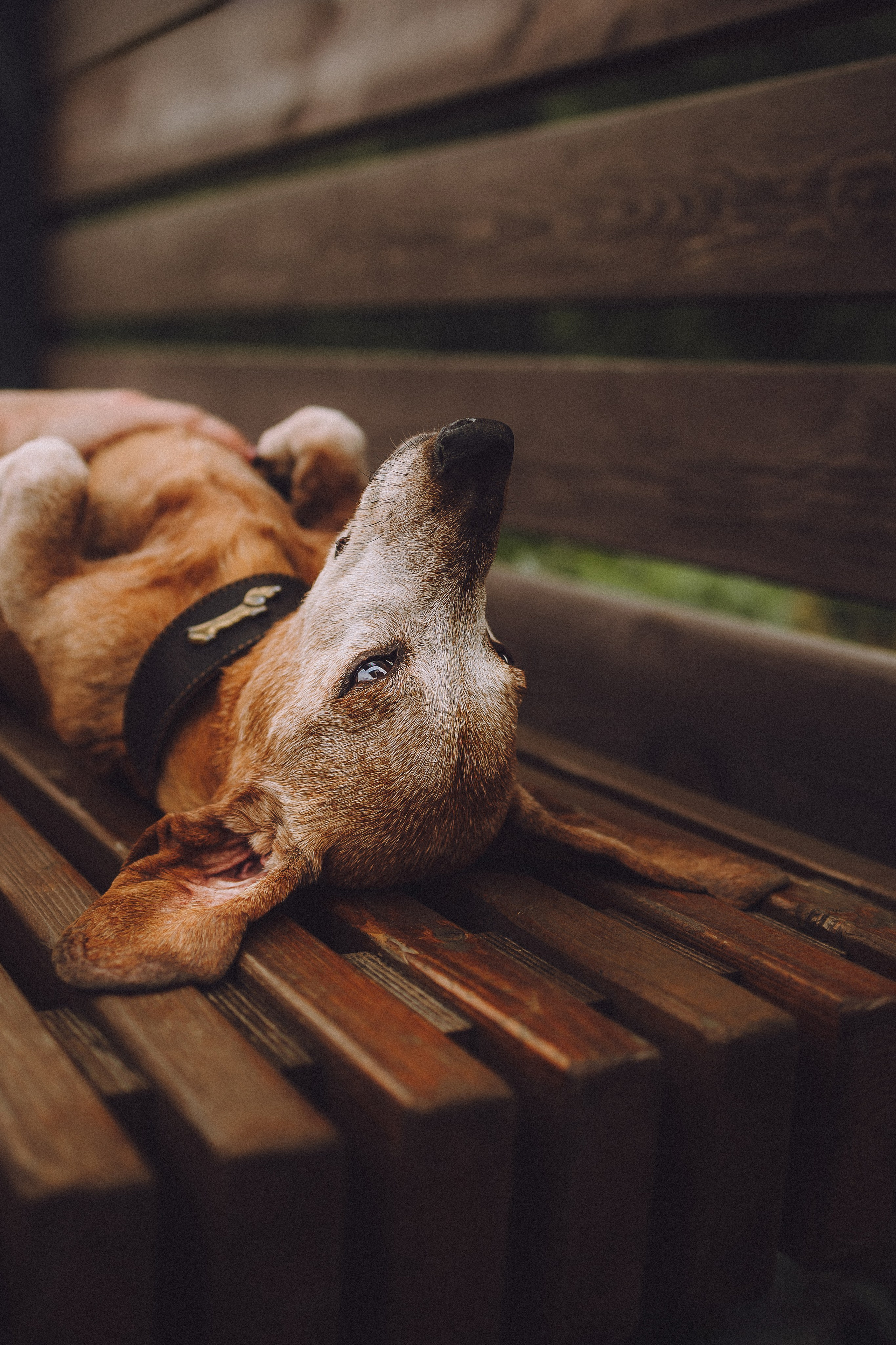 Груша, Данни, Фунтик и их семья