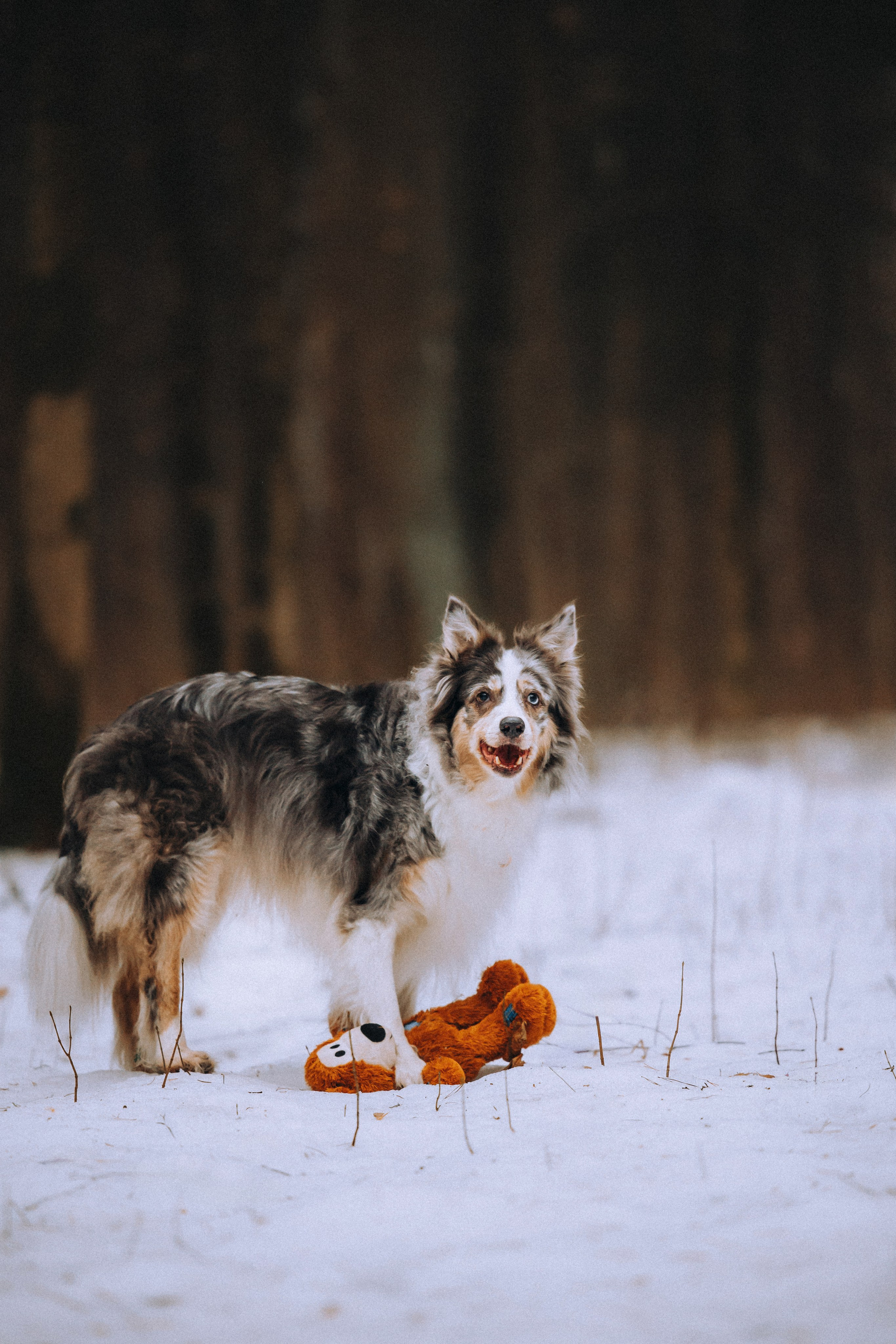 Полина, Милли и Паддингтон