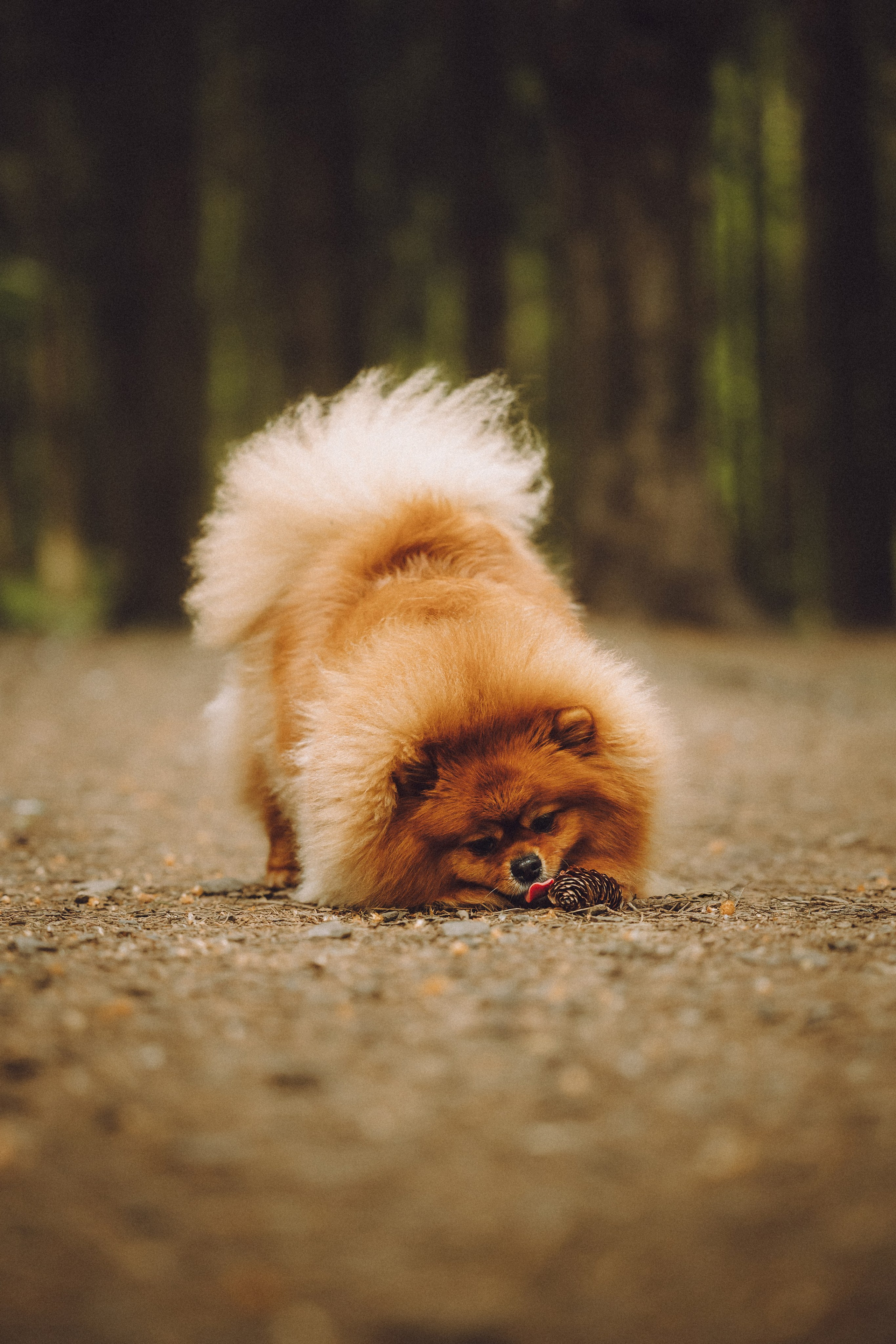 Лорик и его семья