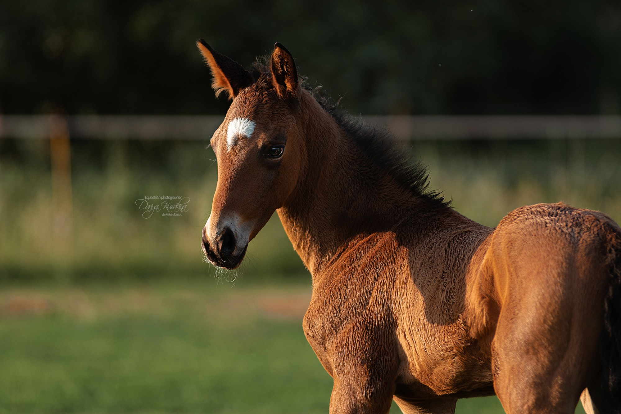 Малышка Кэндис. Конный фотограф Куракина Дарья • Фотосессии с лошадьми
