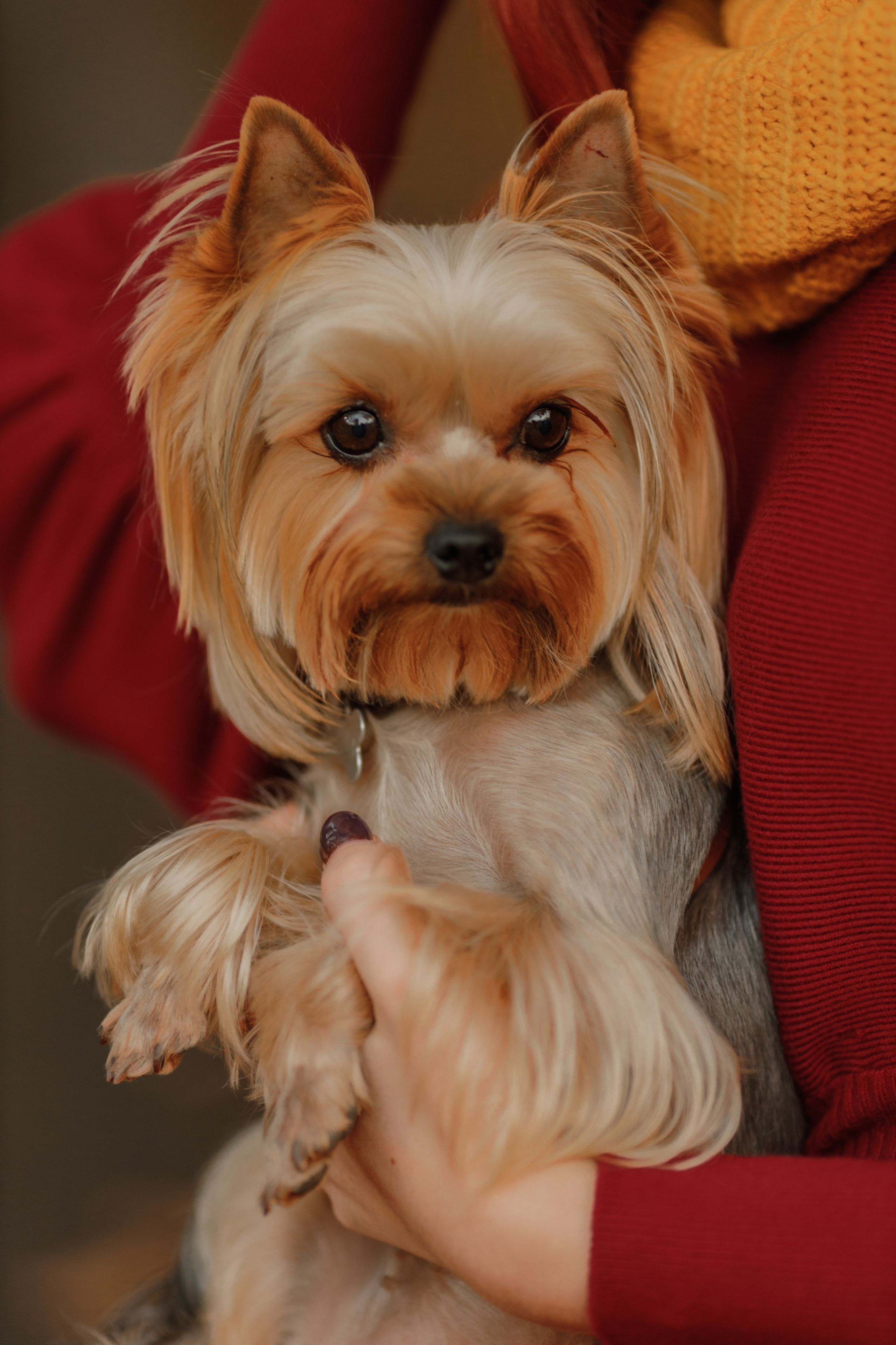 Вероника. Фотограф женского портрета, беременности и материнства Харькова Елена