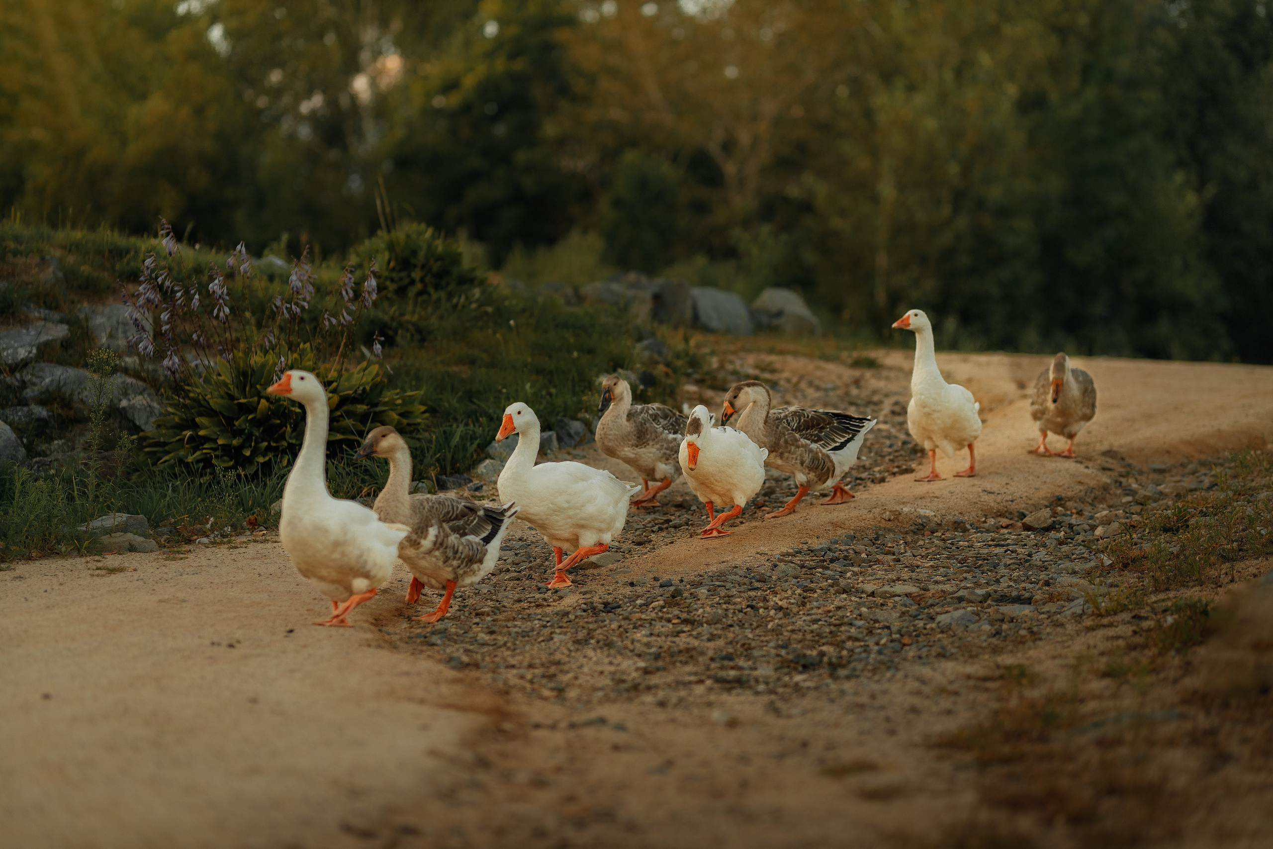 Анна, фотосессия беременности в Парке Озера. Фотограф женского портрета, беременности и материнства Харькова Елена